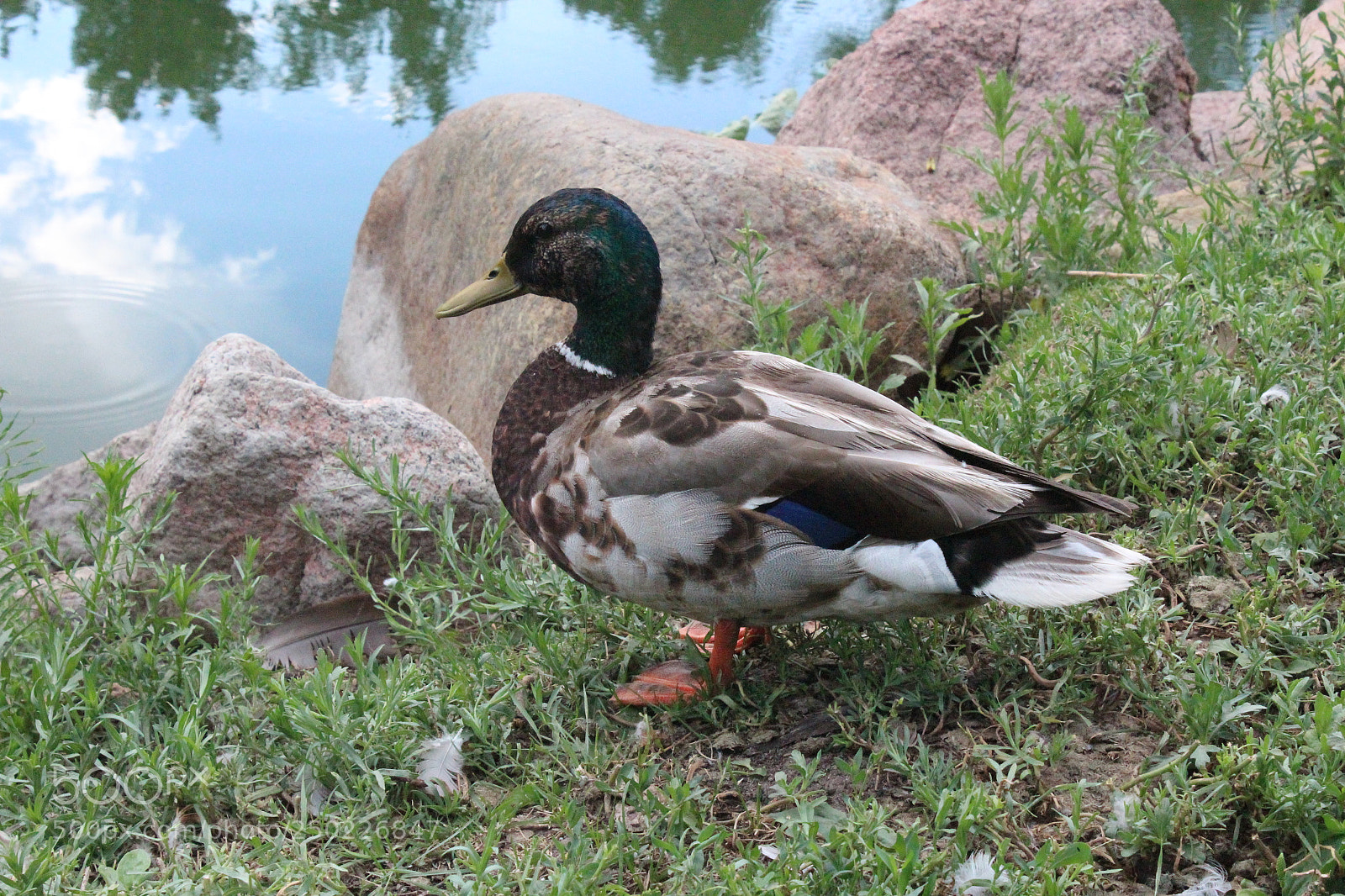Canon EOS 1200D (EOS Rebel T5 / EOS Kiss X70 / EOS Hi) sample photo. Img photography