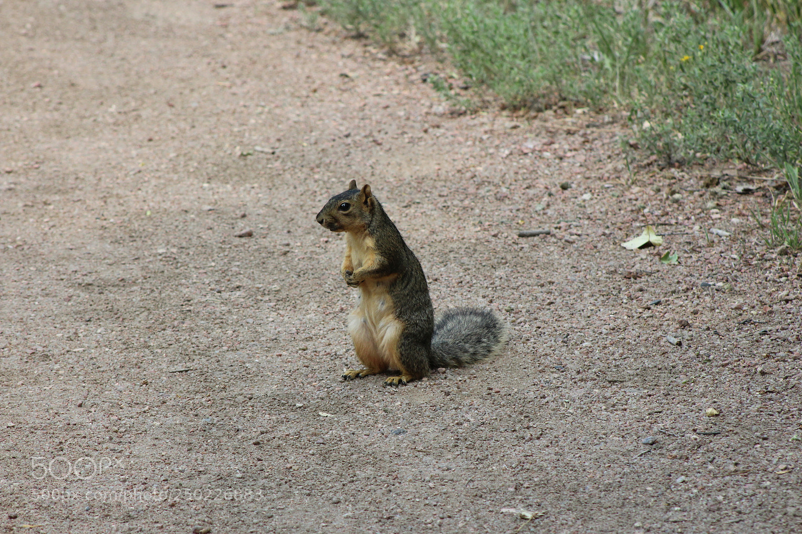 Canon EF 75-300mm f/4-5.6 sample photo. Img photography