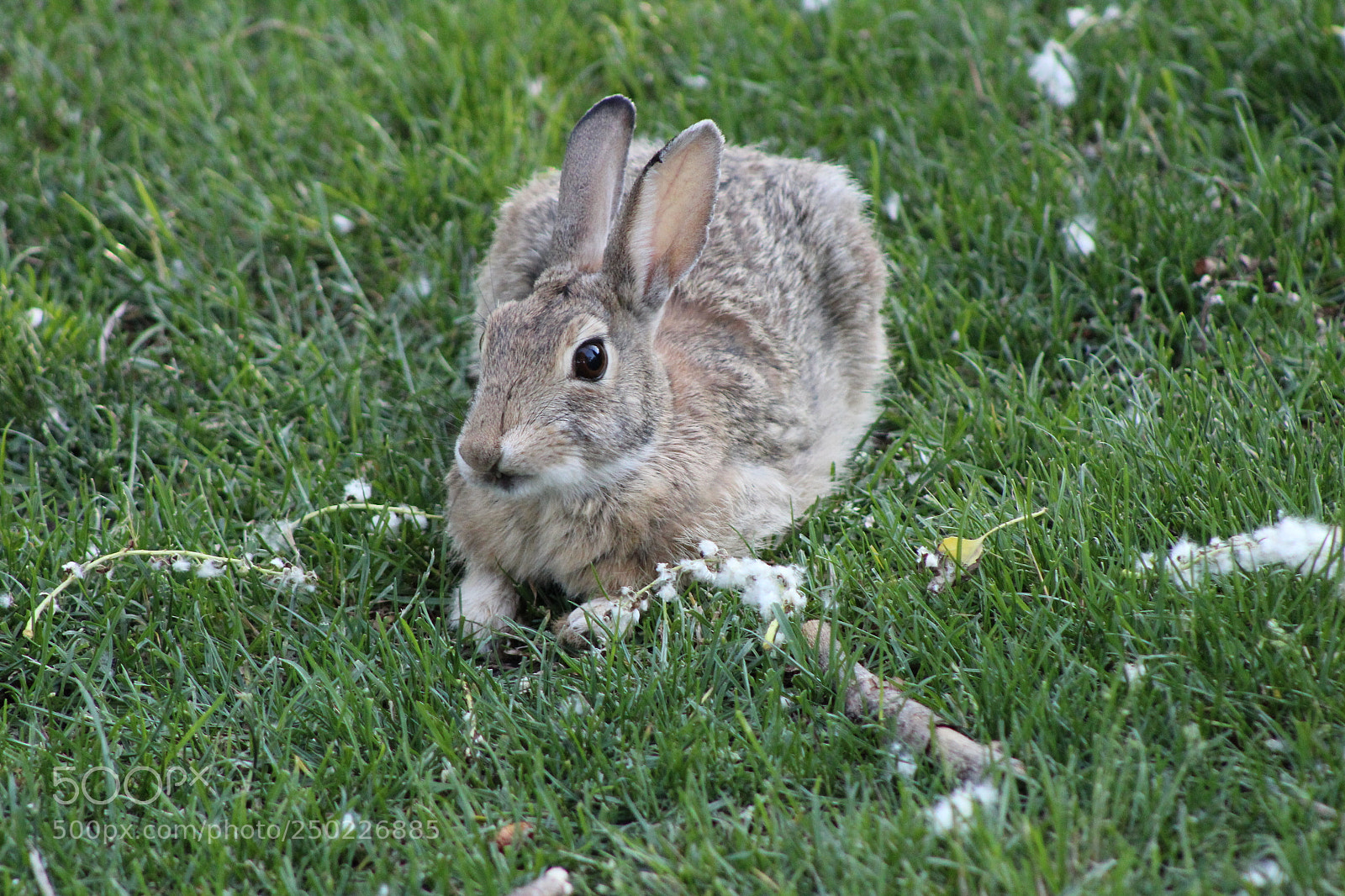 Canon EF 75-300mm f/4-5.6 sample photo. Img photography