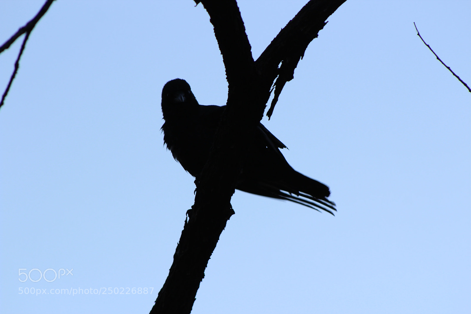 Canon EF 75-300mm f/4-5.6 sample photo. Img photography