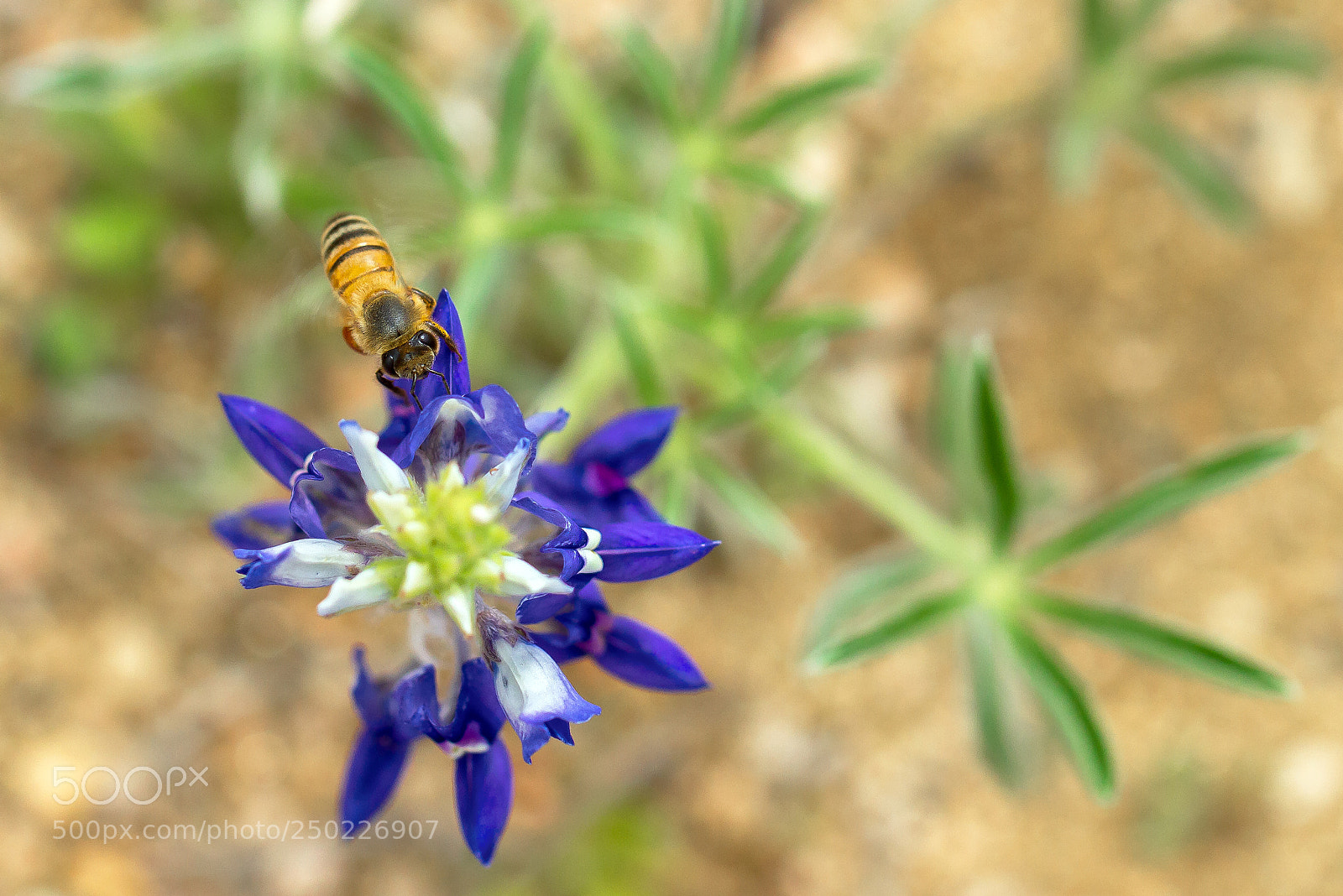 Canon EOS 7D sample photo. Bee photography