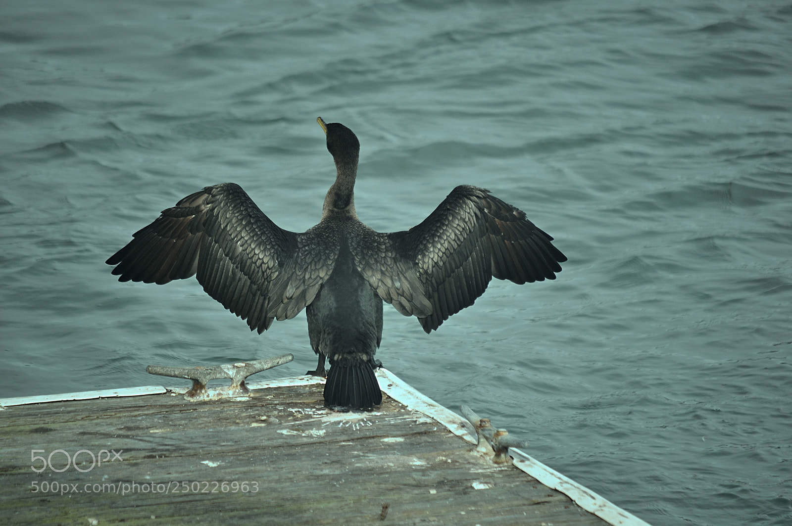 Nikon D5000 sample photo. Sausalito bird photography