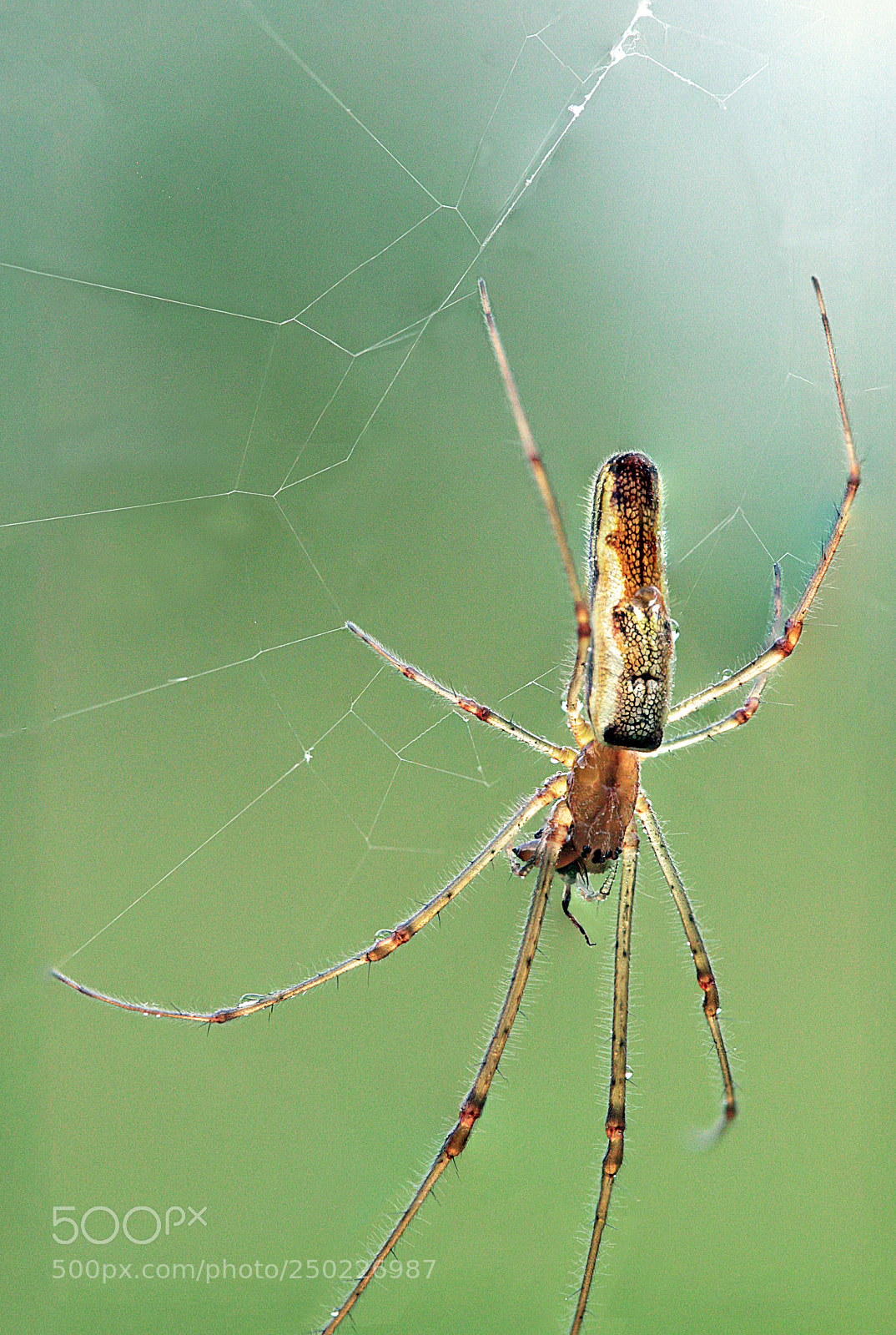 Canon EOS 40D sample photo. Tetragnatha montana photography