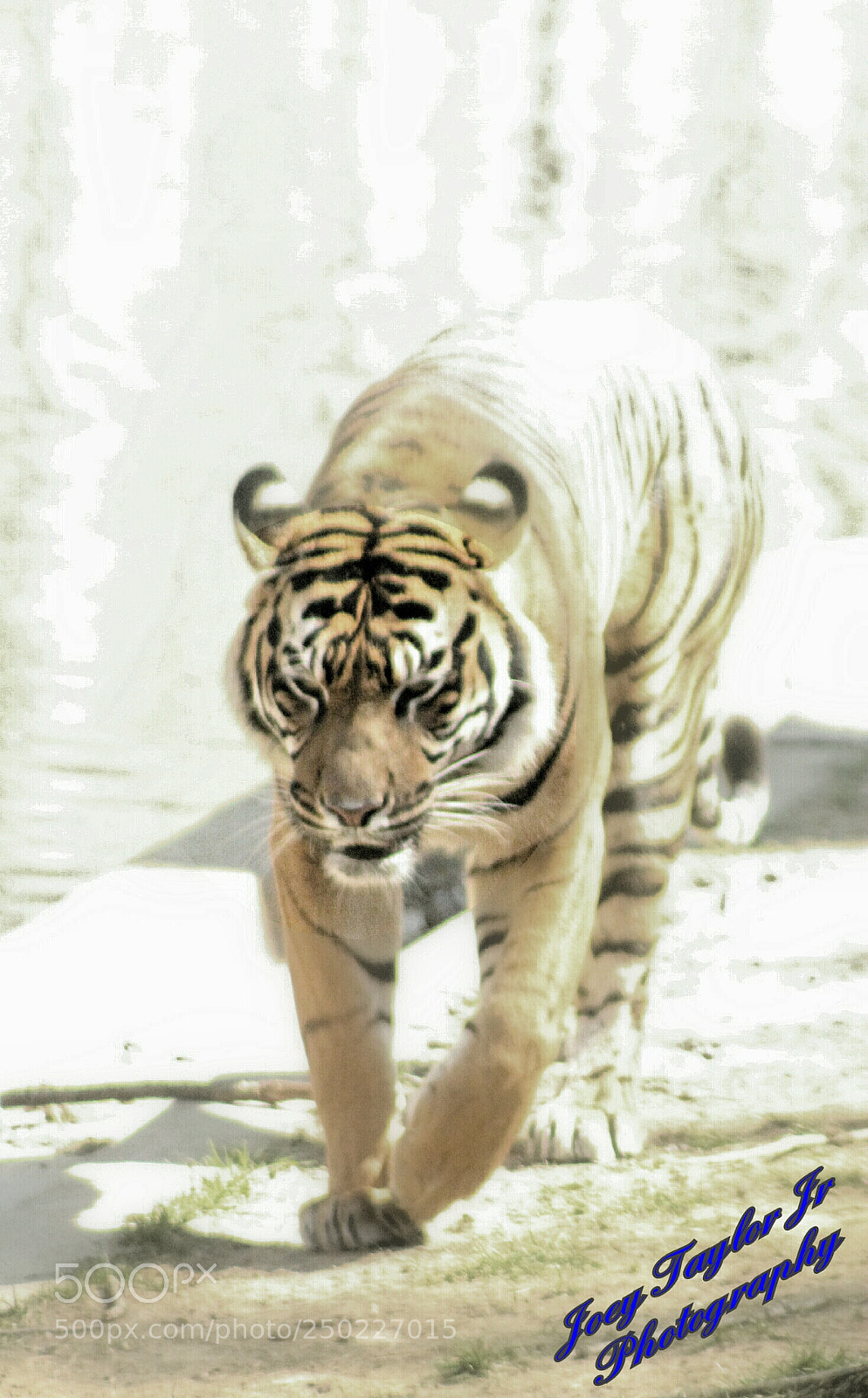 Canon EOS 1300D (EOS Rebel T6 / EOS Kiss X80) sample photo. Tiger love photography