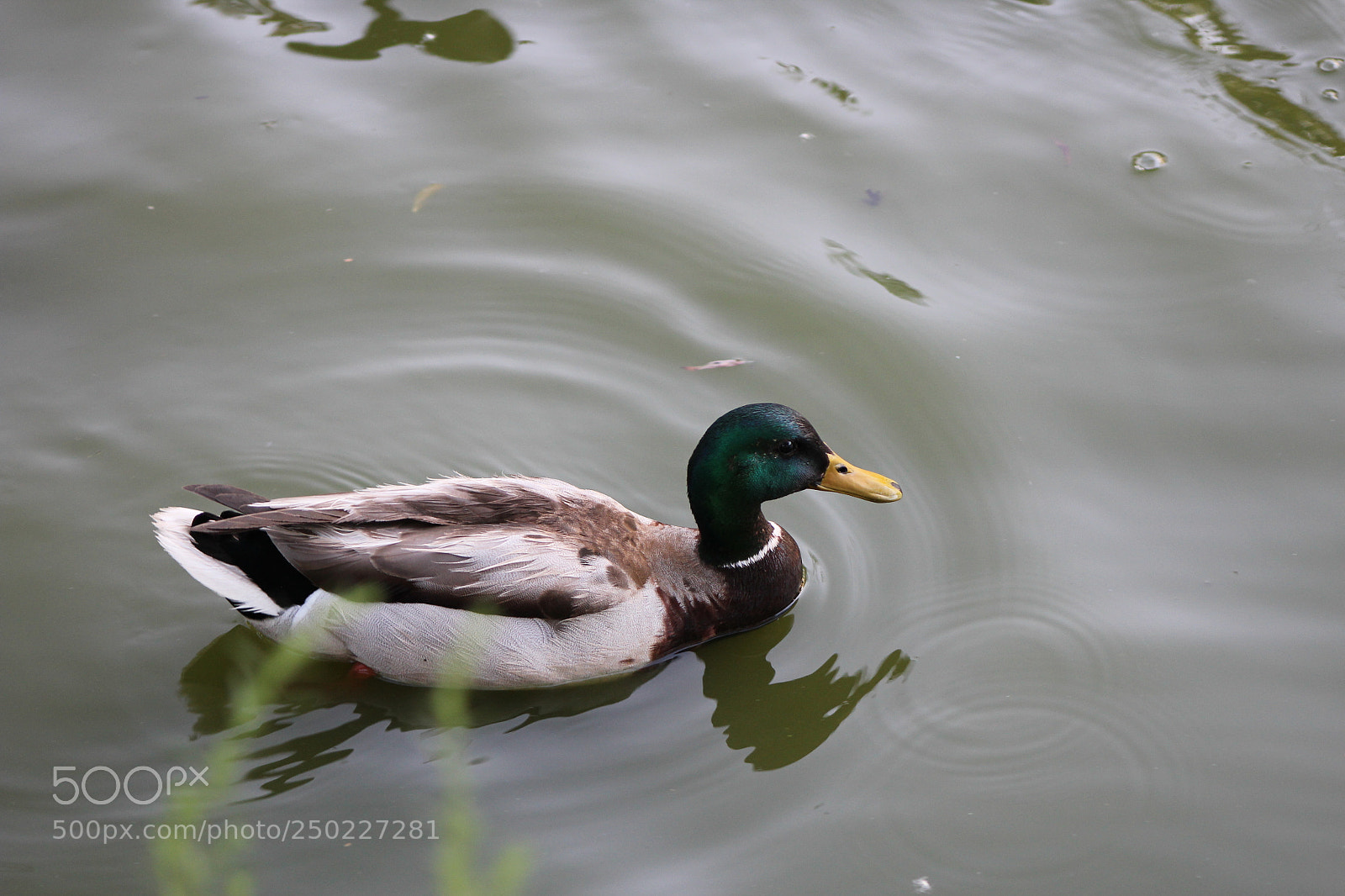 Canon EF 75-300mm f/4-5.6 sample photo. Mallard duck photography