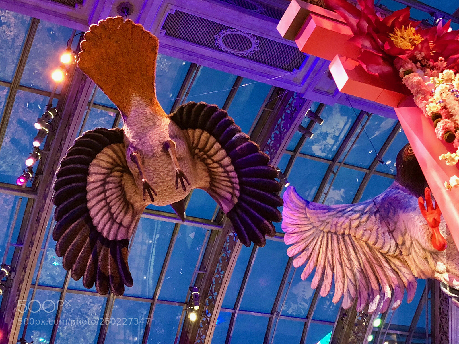 Apple iPhone 8 Plus sample photo. Birds of bellagio photography