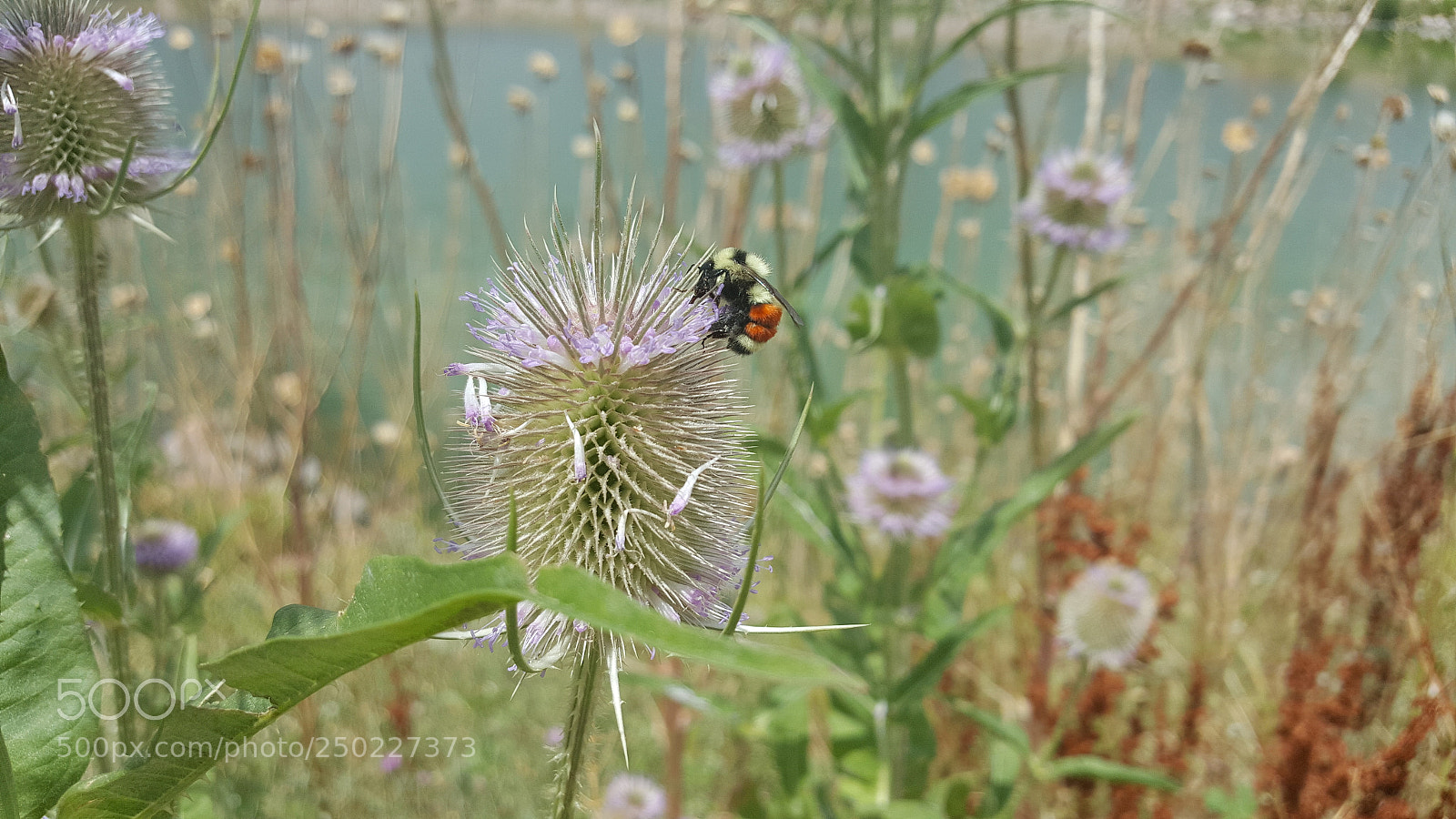 Samsung Galaxy Note5 sample photo. 20160806_125515.jpg photography