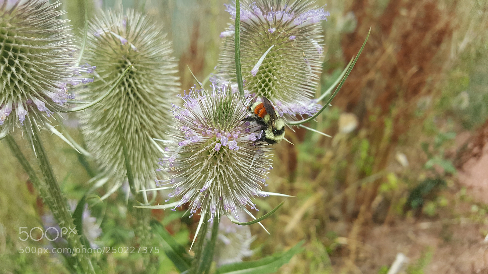 Samsung Galaxy Note5 sample photo. 20160806_125500.jpg photography