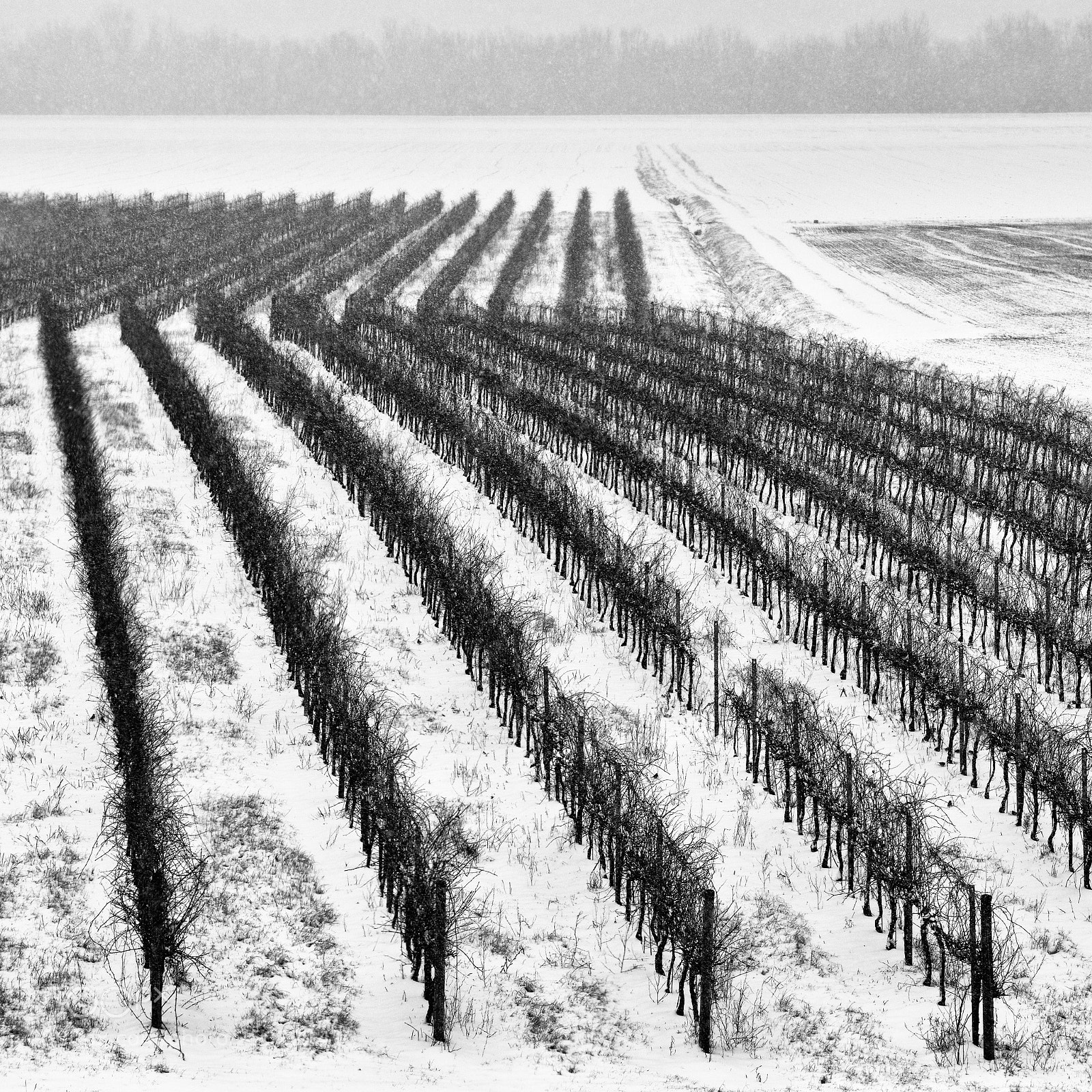 Nikon D800 sample photo. Snow photography