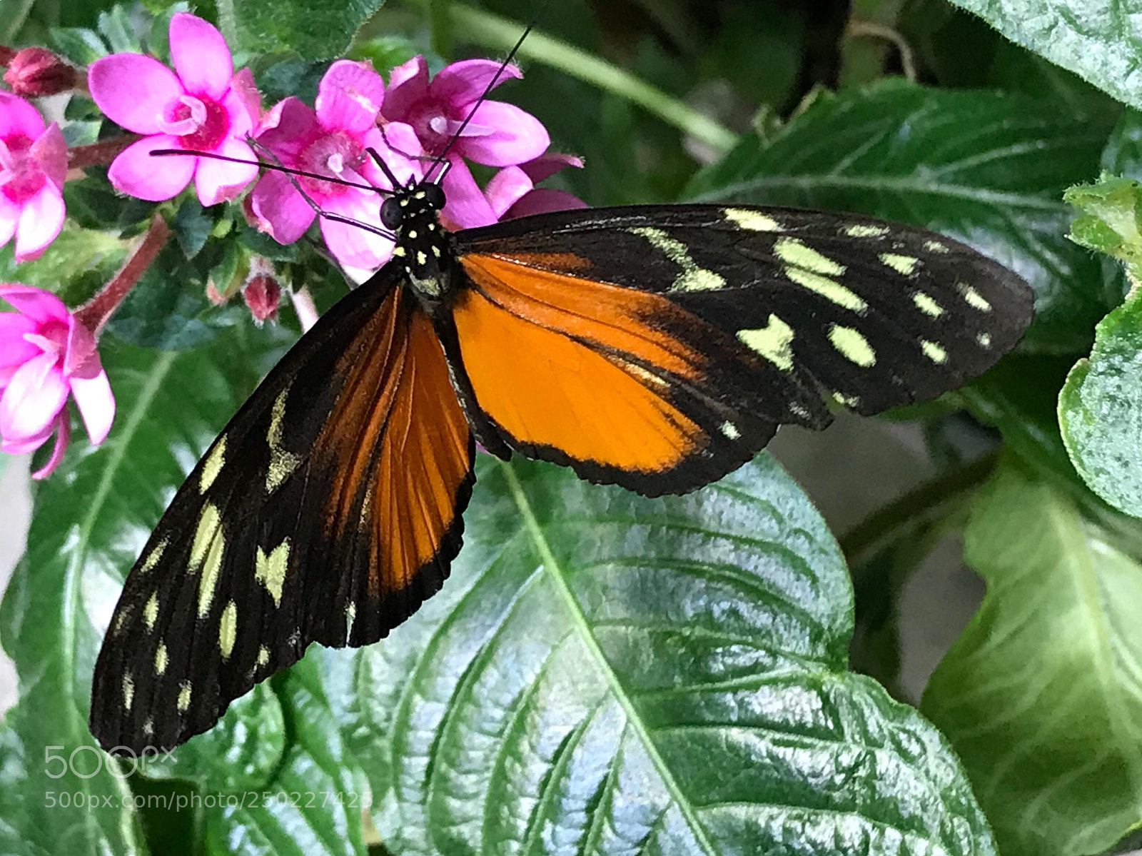 Apple iPhone 7 sample photo. Tiger longwing butterfly  photography