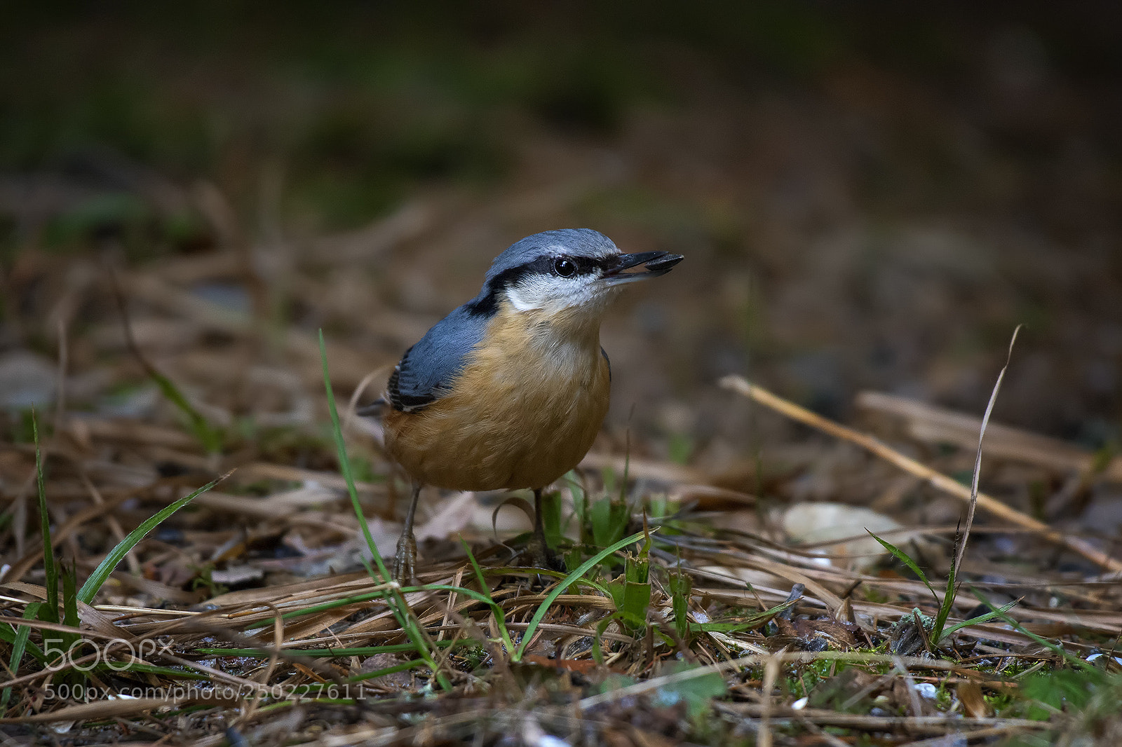 Nikon D7200 sample photo. Brhlík lesní photography