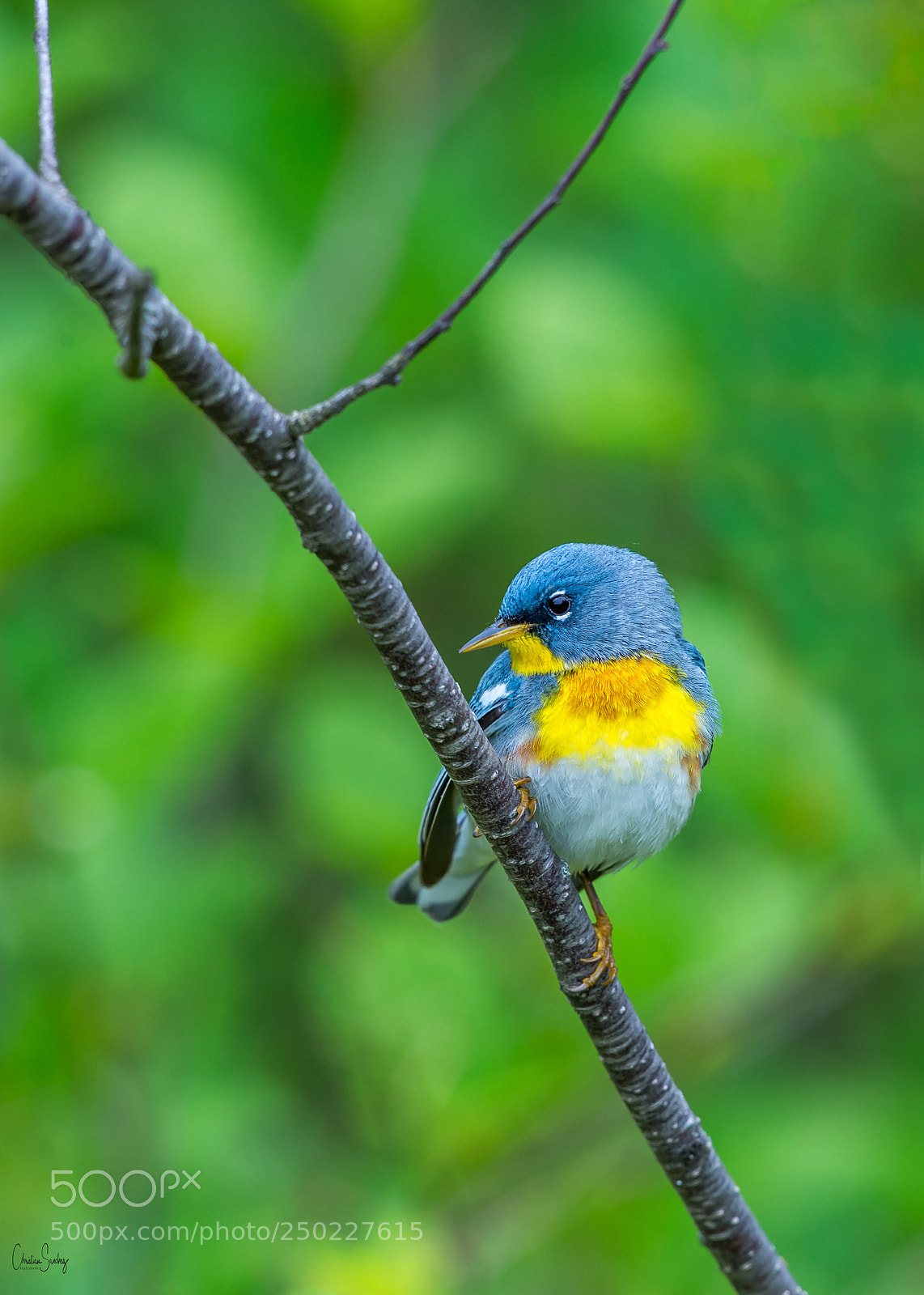 Nikon D4 sample photo. Northern parula photography