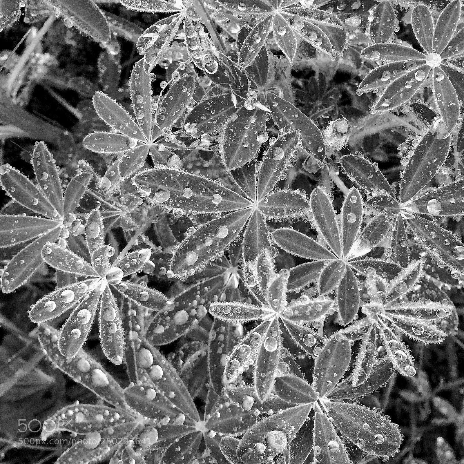 Apple iPhone 5s sample photo. Glistening droplets photography