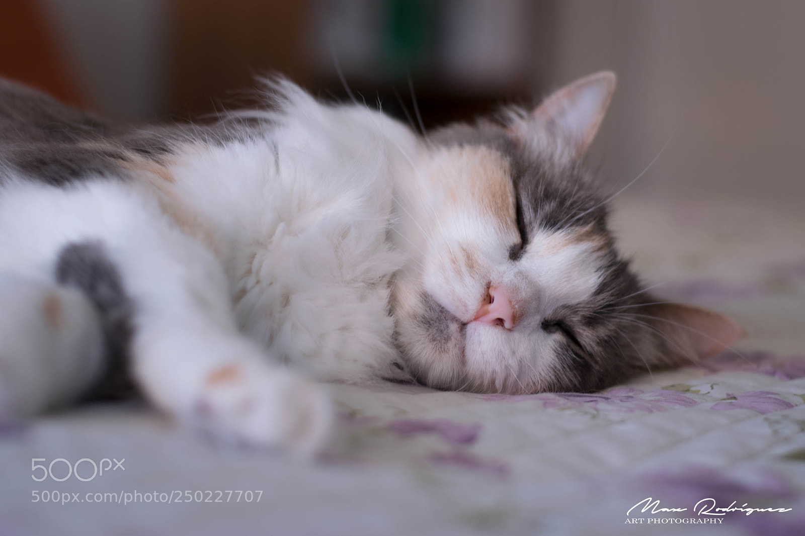 Nikon D3300 sample photo. Sweet dreams photography