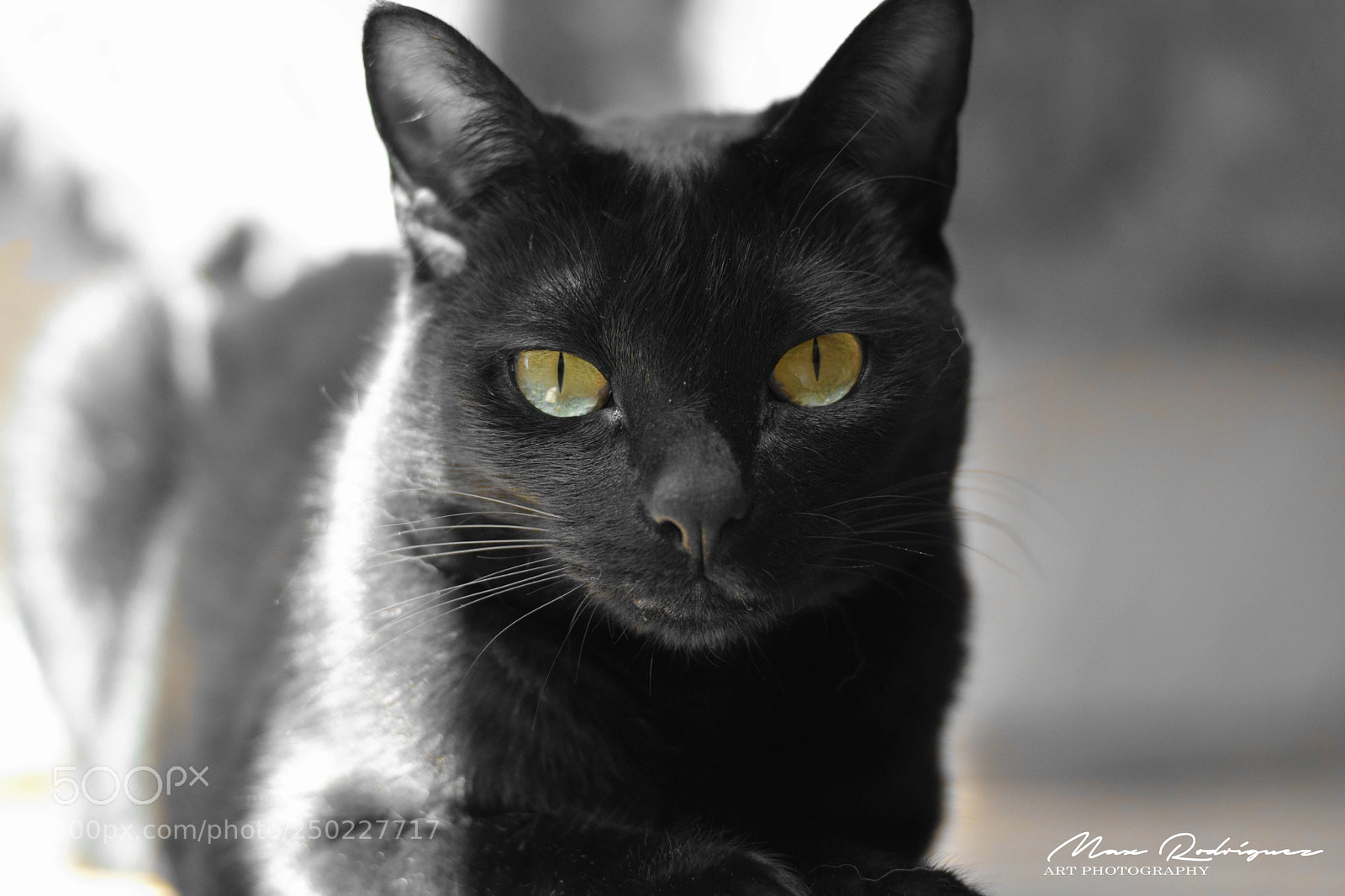Nikon D3300 sample photo. Kira photography