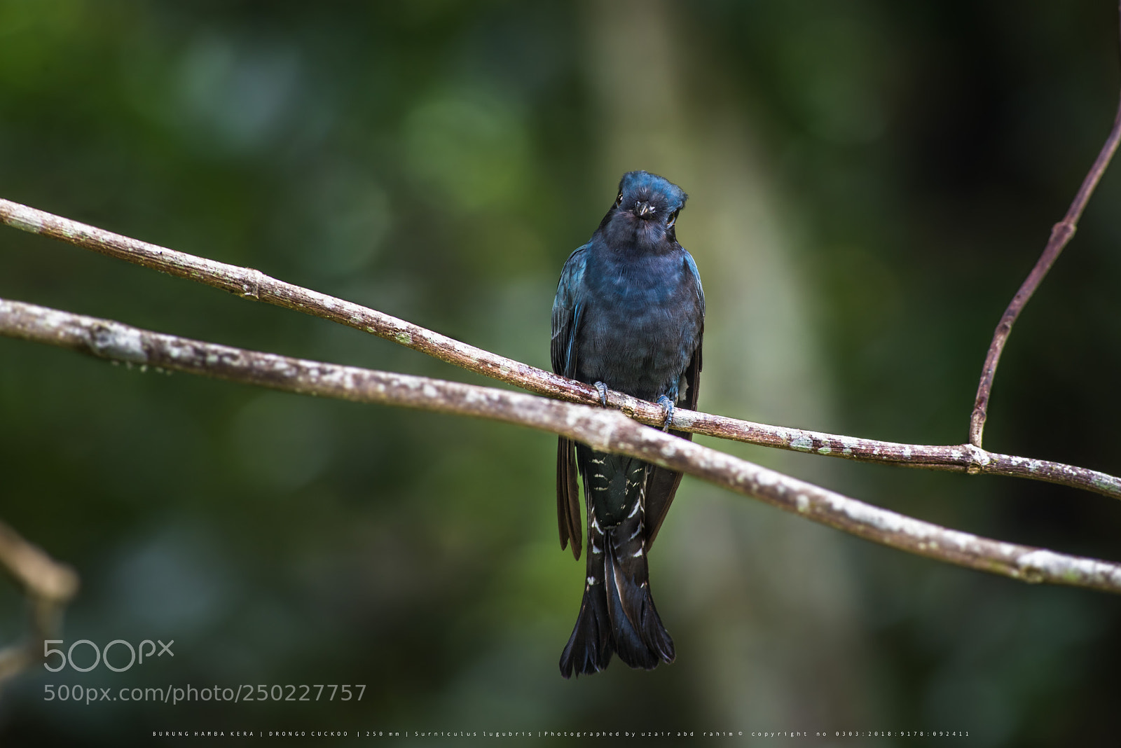 Nikon D810 sample photo. Drongo cuckoo photography