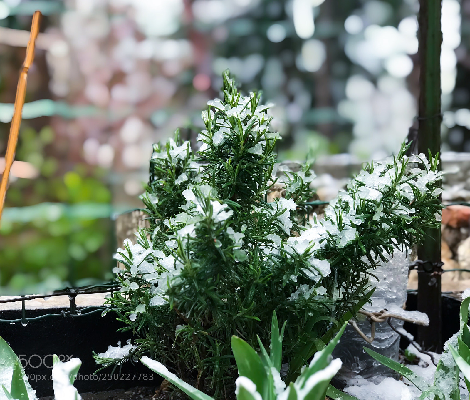 Apple iPhone 7 Plus sample photo. Spring snow photography