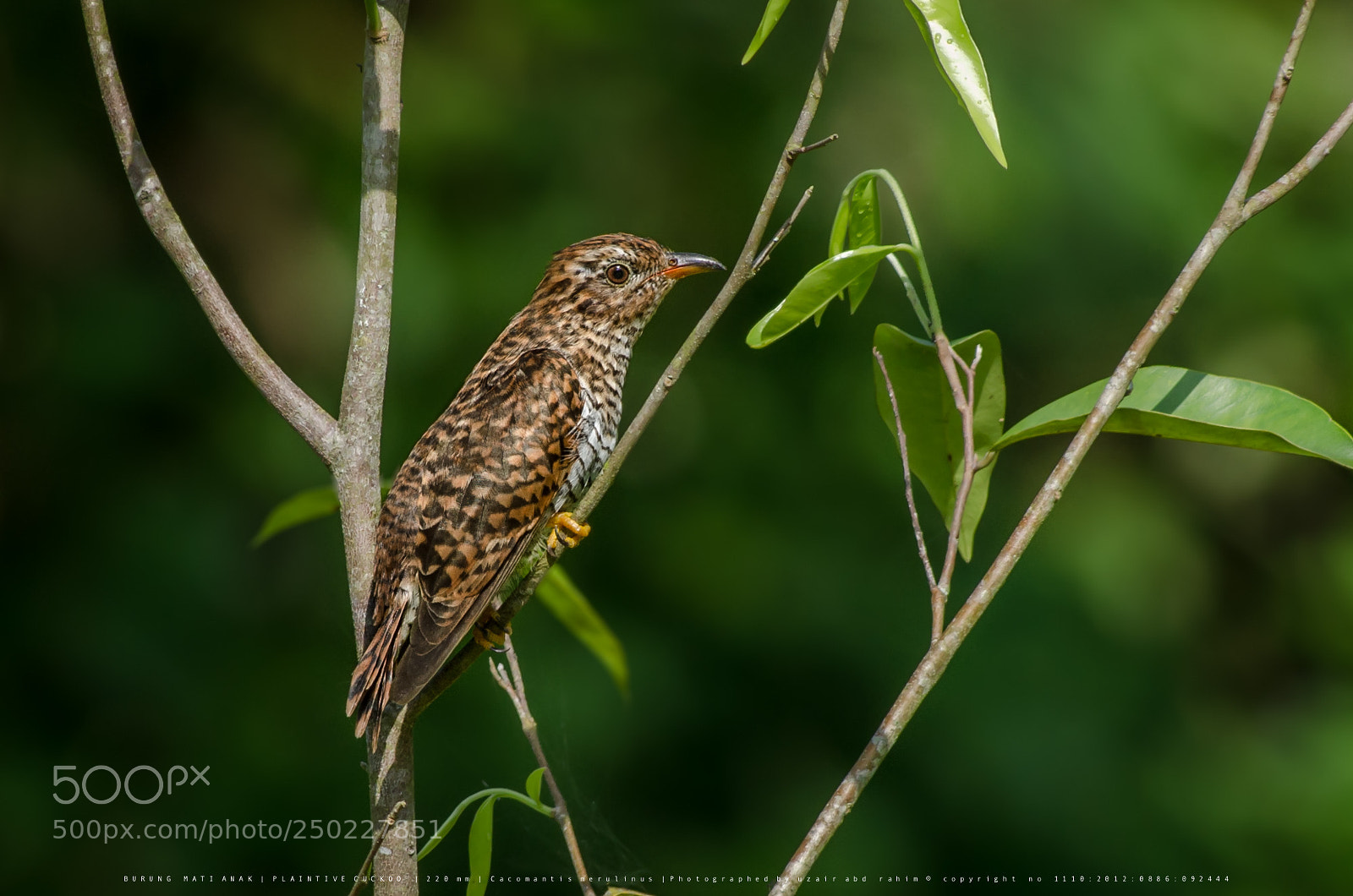 Nikon D7000 sample photo. Plaintive cuckoo photography