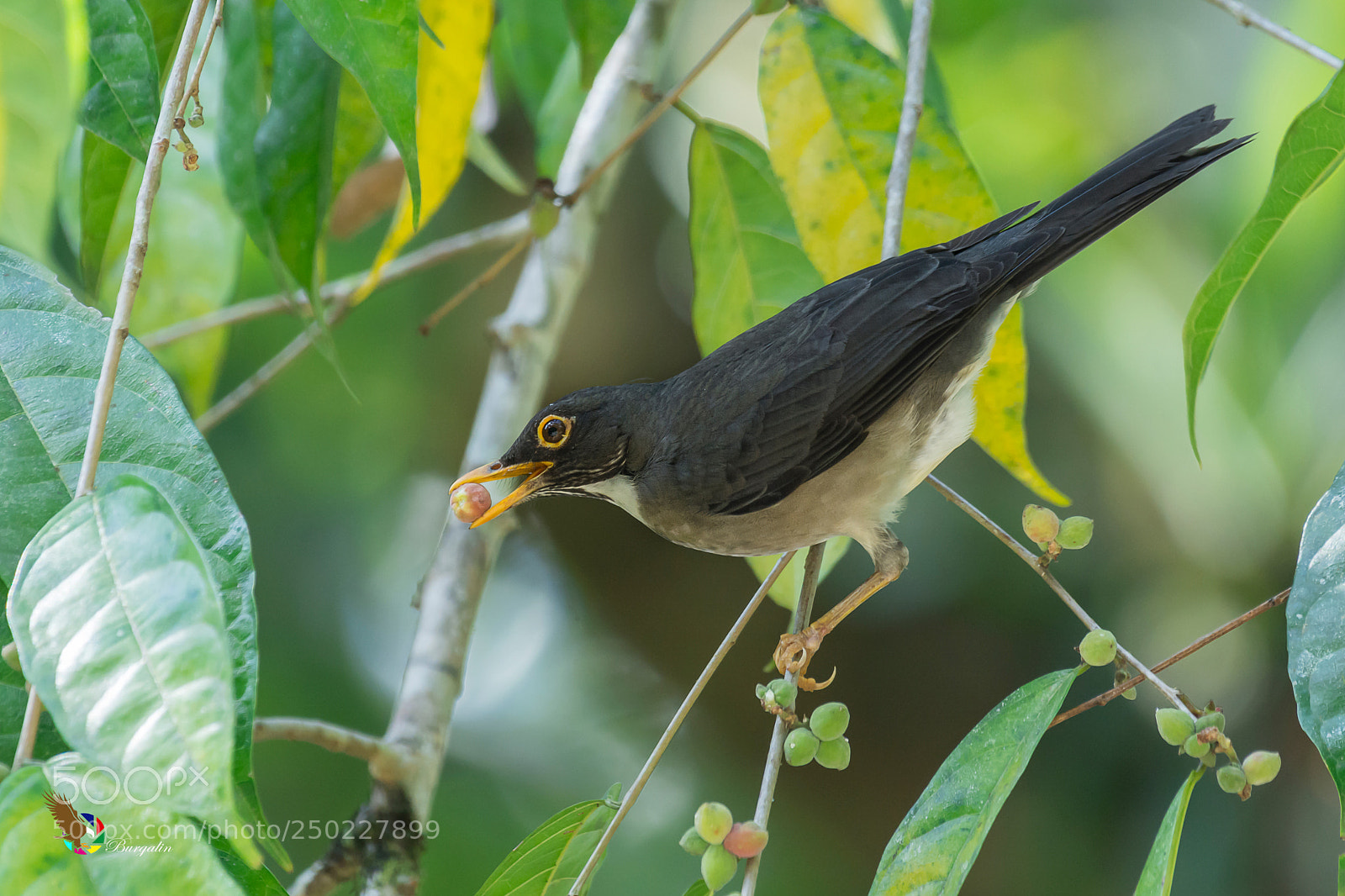 Nikon D7100 sample photo. White-throated thrush photography
