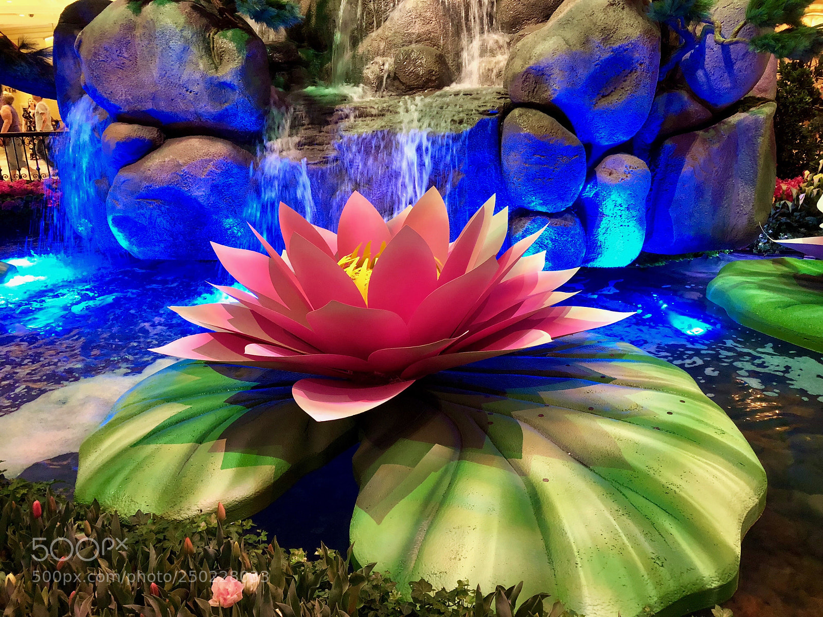Apple iPhone 8 Plus sample photo. A lotus lily for photography