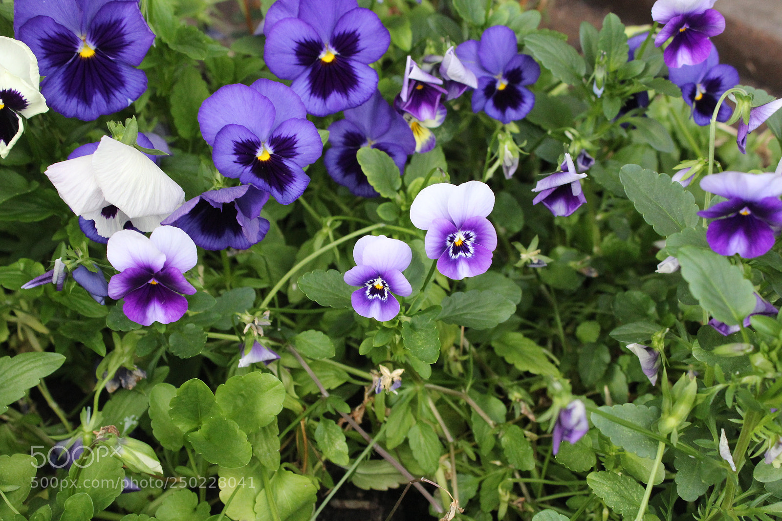 Canon EOS 1200D (EOS Rebel T5 / EOS Kiss X70 / EOS Hi) sample photo. Img photography
