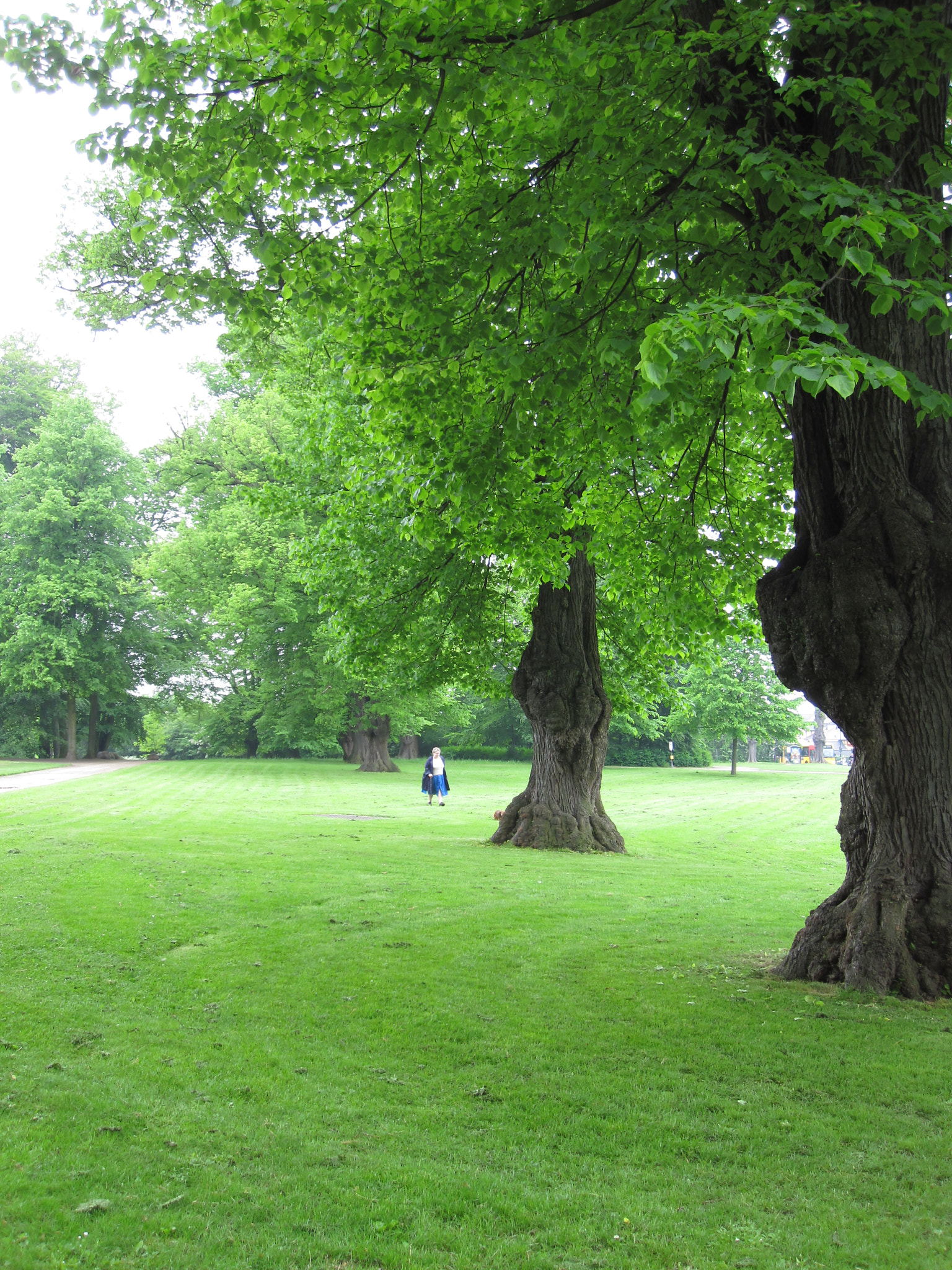 Canon PowerShot SD780 IS (Digital IXUS 100 IS / IXY Digital 210 IS) sample photo. Lost in the green photography