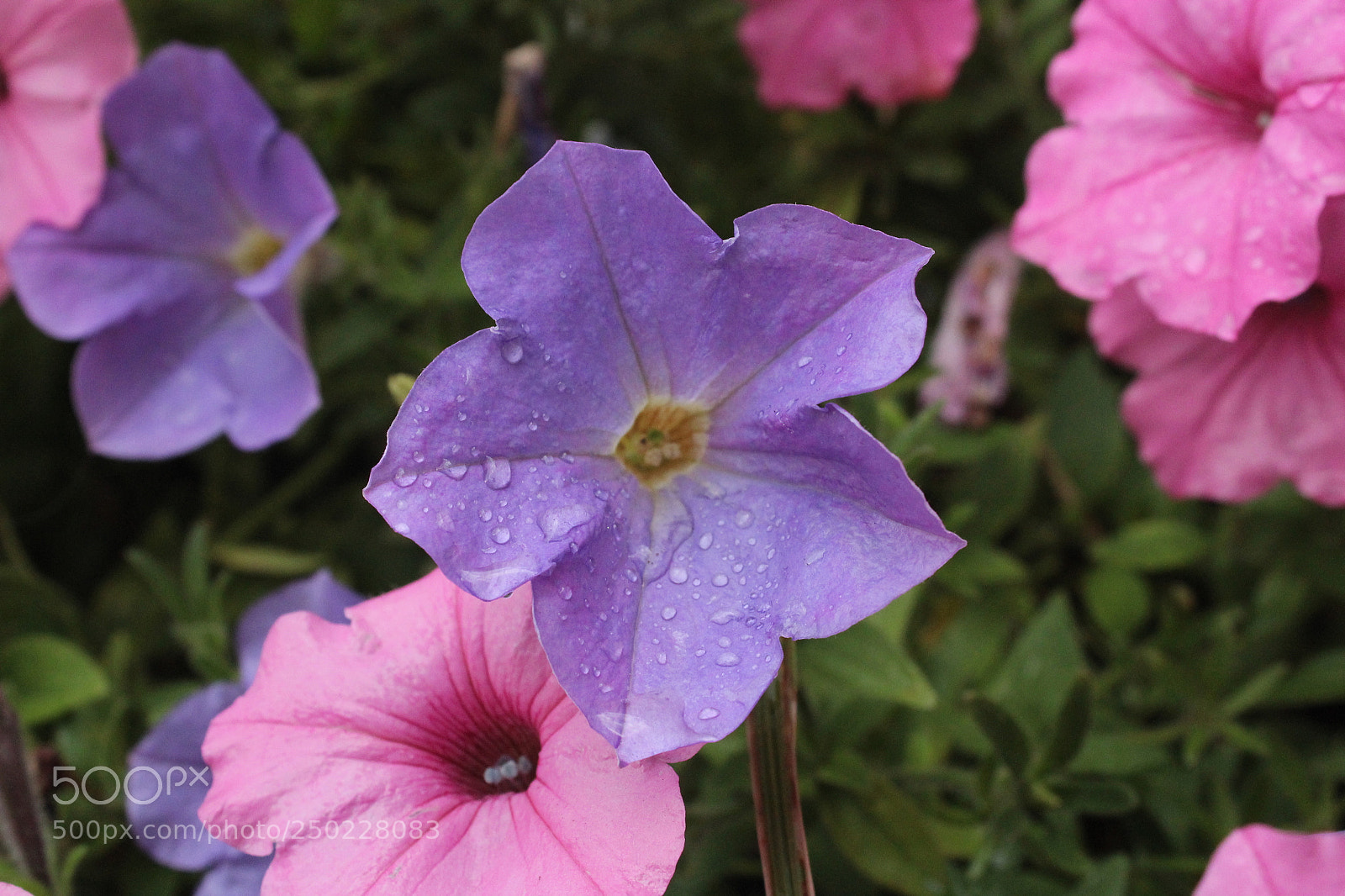 Canon EOS 1200D (EOS Rebel T5 / EOS Kiss X70 / EOS Hi) sample photo. Img photography