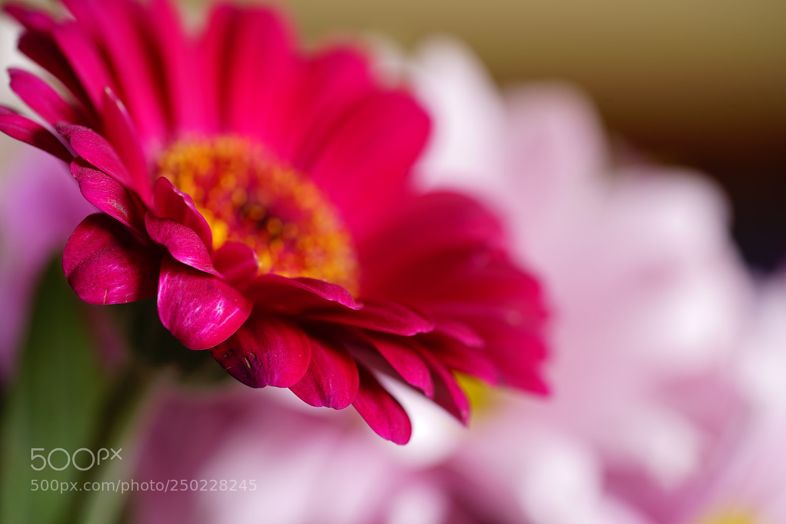 Sony a7 II sample photo. Bright photography