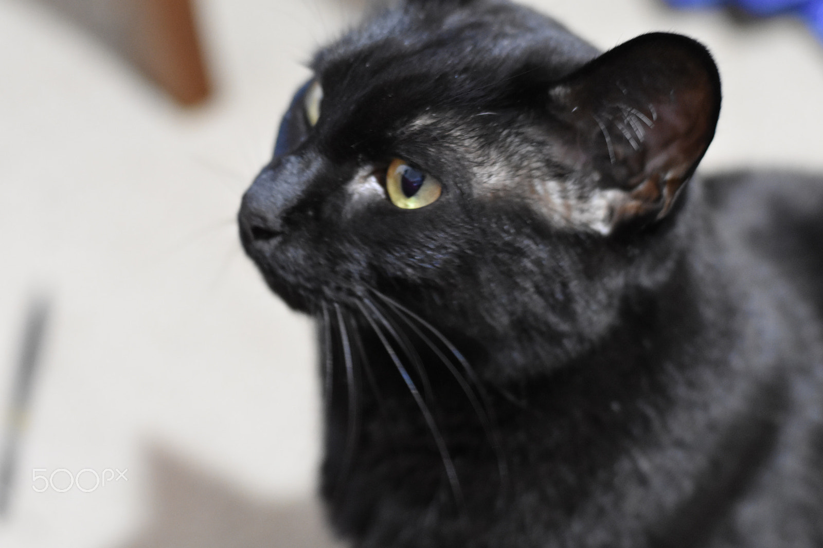 Nikon D3400 + Nikon AF-S Nikkor 50mm F1.8G sample photo. Dsc photography