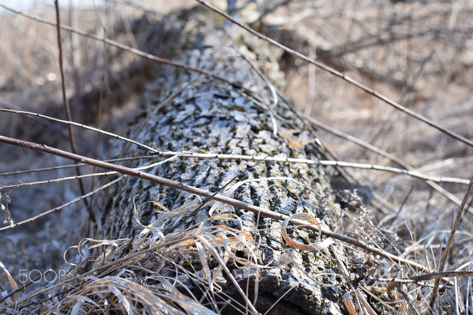 Nikon D3400 + Nikon AF-S Nikkor 50mm F1.8G sample photo. Dsc photography