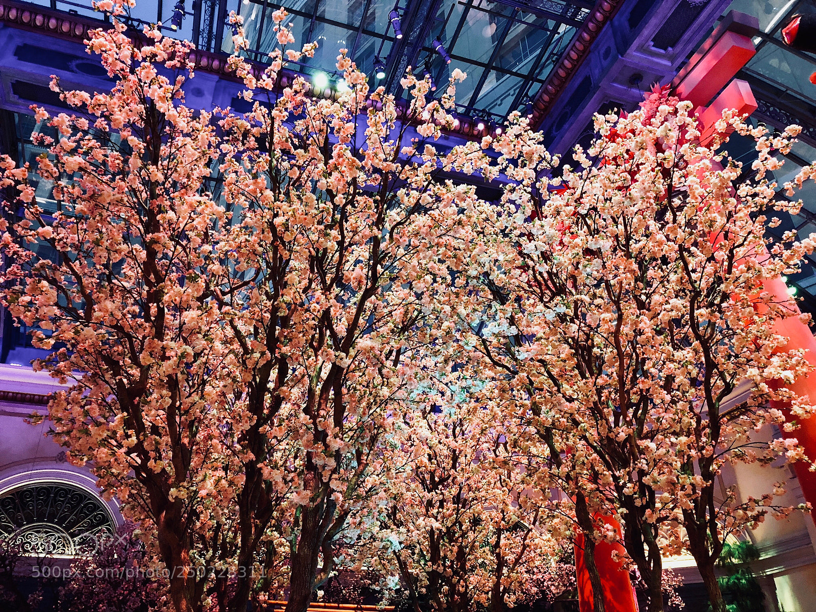 Apple iPhone 8 Plus sample photo. Pink blossoms photography