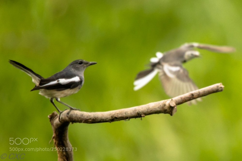 Canon EOS 5D Mark IV sample photo. Birds -2 photography