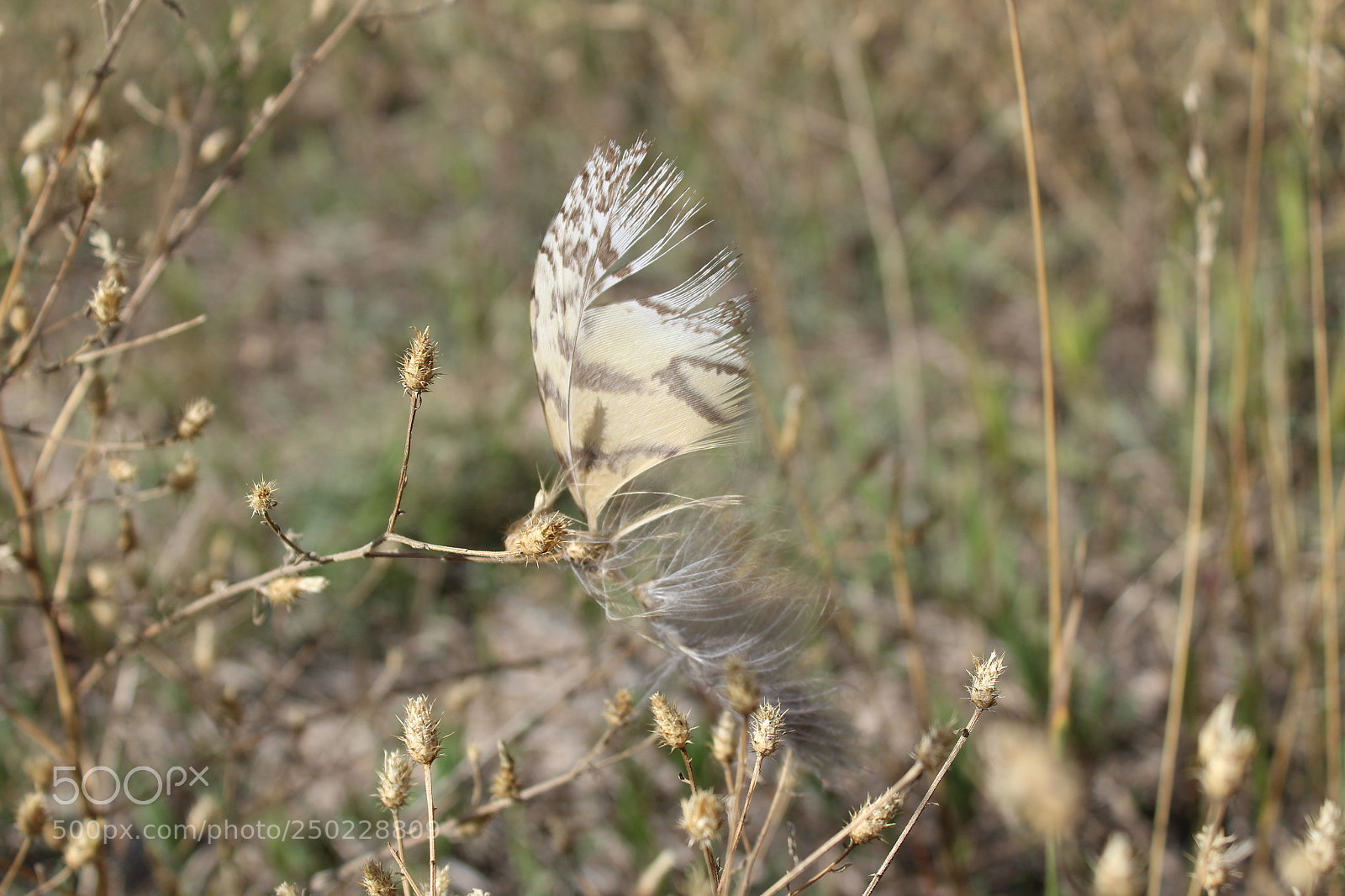 Canon EOS 1200D (EOS Rebel T5 / EOS Kiss X70 / EOS Hi) sample photo. Img photography