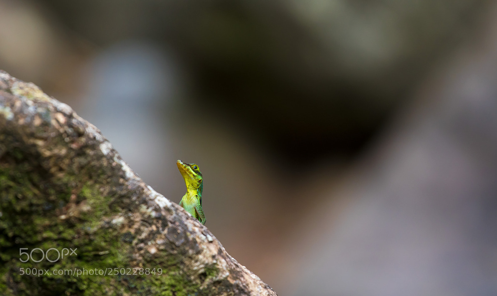 Canon EOS 5D Mark IV sample photo. Curious little fella photography