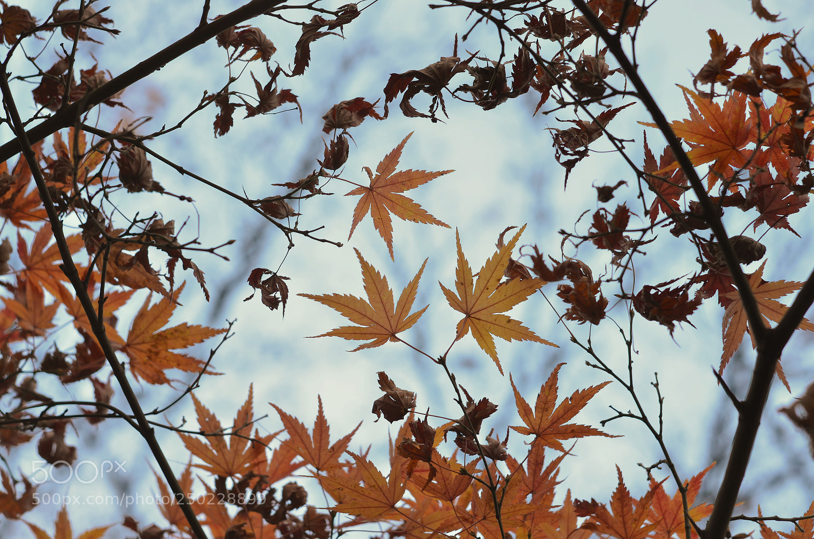 Nikon D5100 sample photo. Outono photography