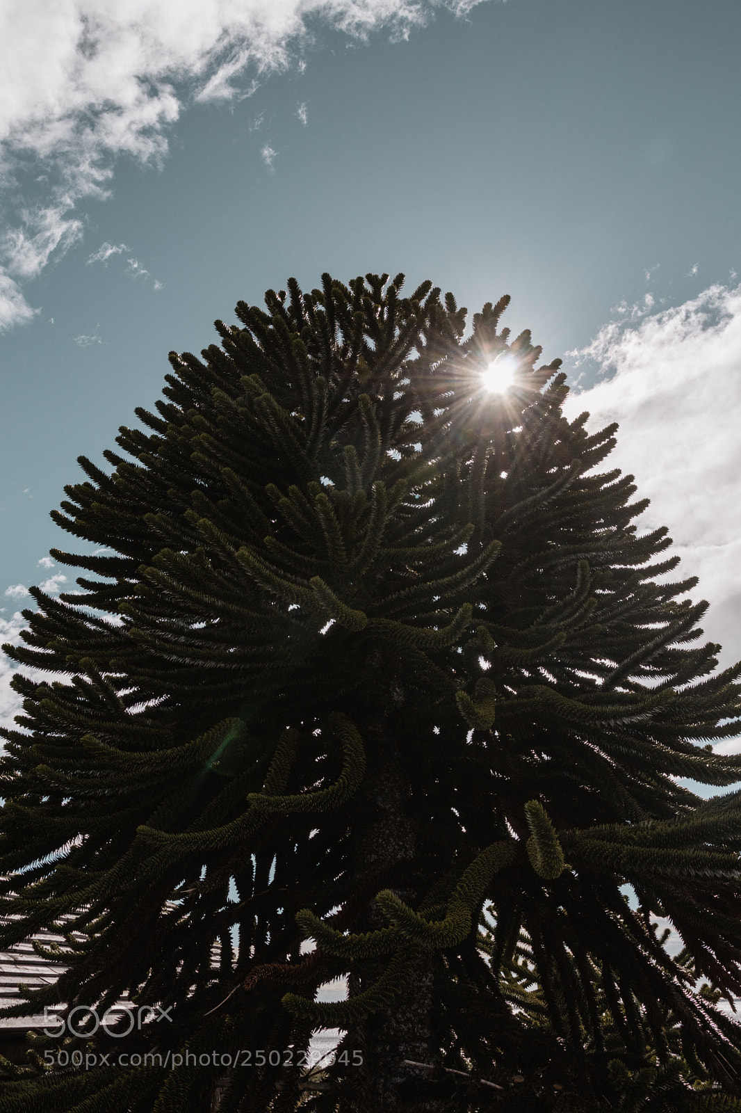Canon EOS 80D sample photo. Araucaria in bulnes fort  photography