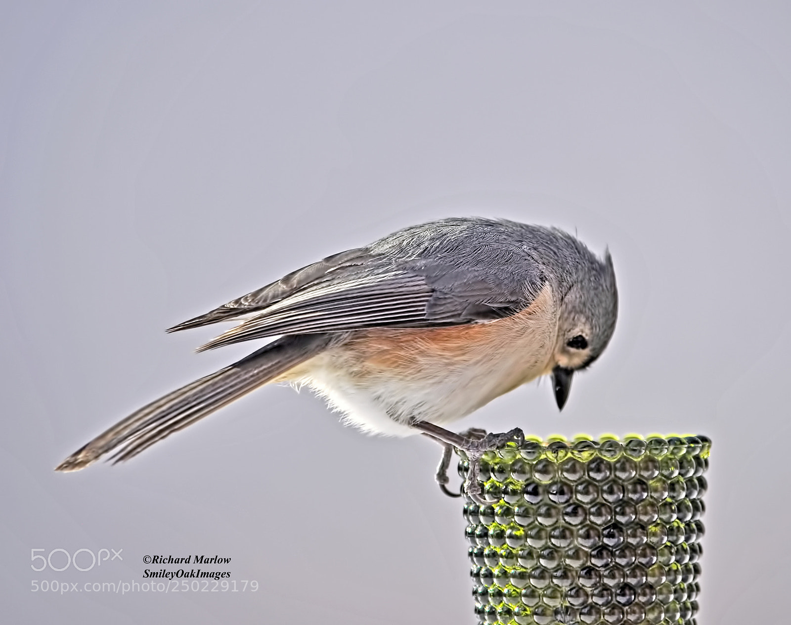 Nikon D5000 sample photo. Titmouse photography