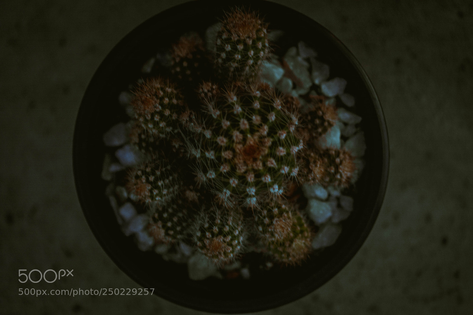Nikon D5200 sample photo. Kactu´s photography