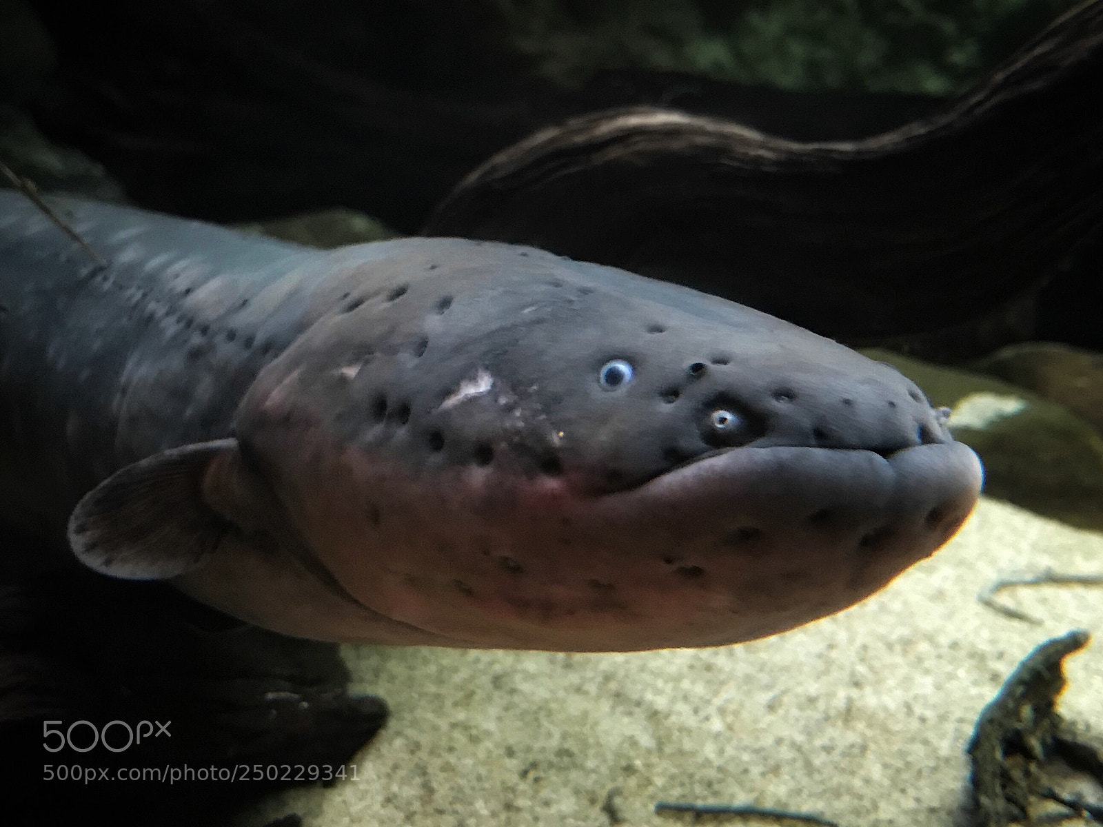 Apple iPhone 7 sample photo. Electric eel photography