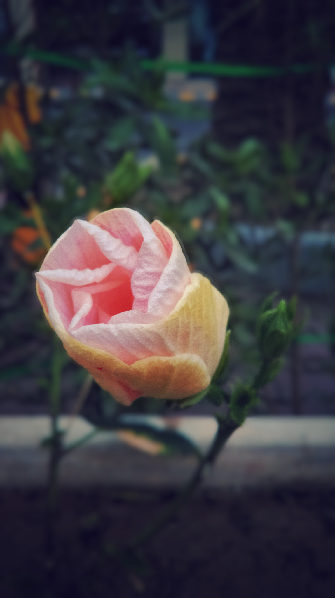 HTC Desire 816 dual sim sample photo. Set me free photography