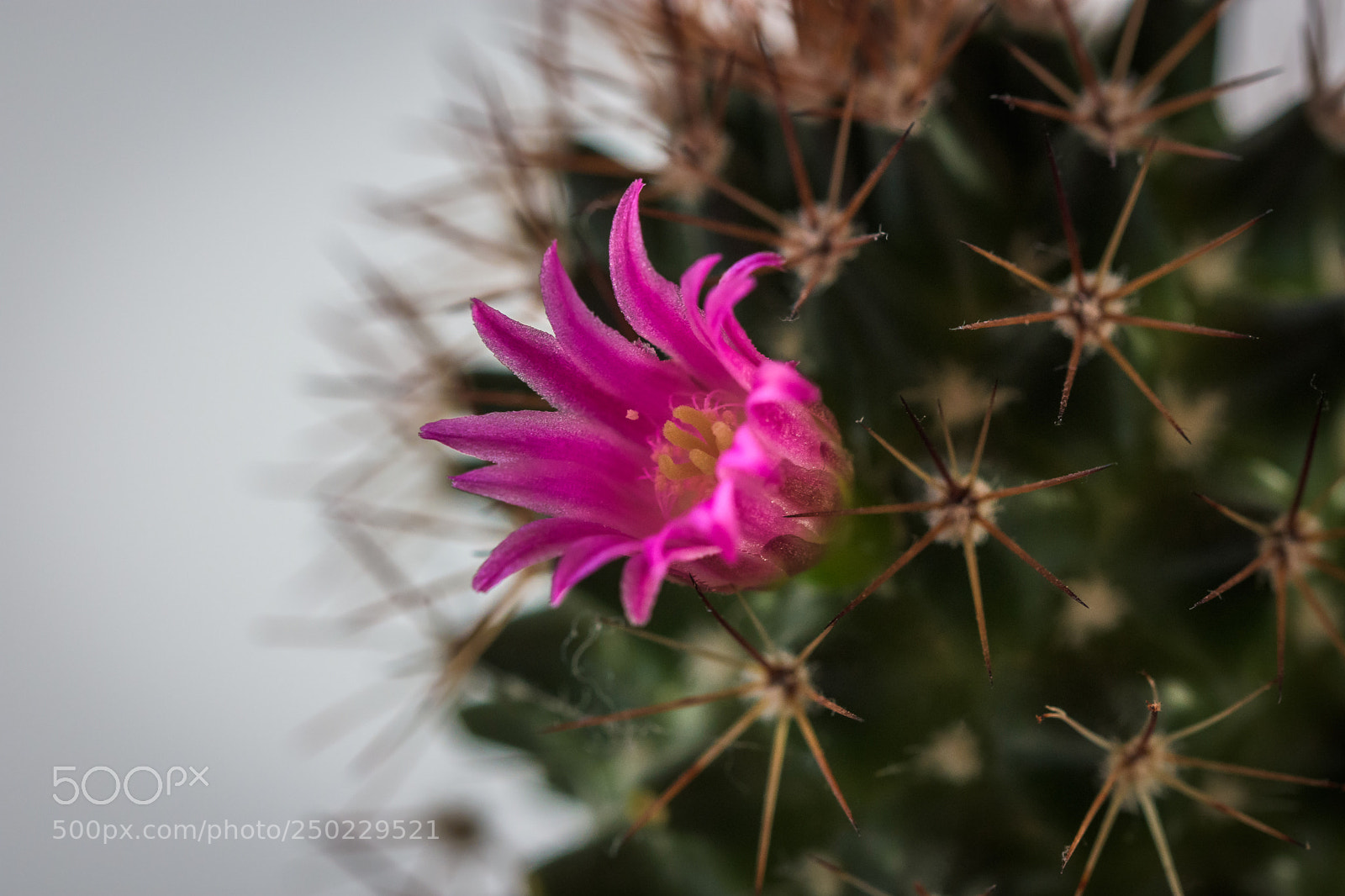 Nikon D7200 sample photo. Cactus blossom photography