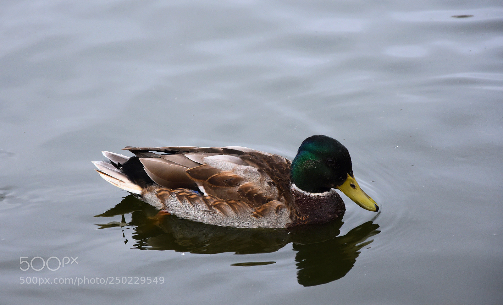 Nikon D7200 sample photo. Yellow beak photography