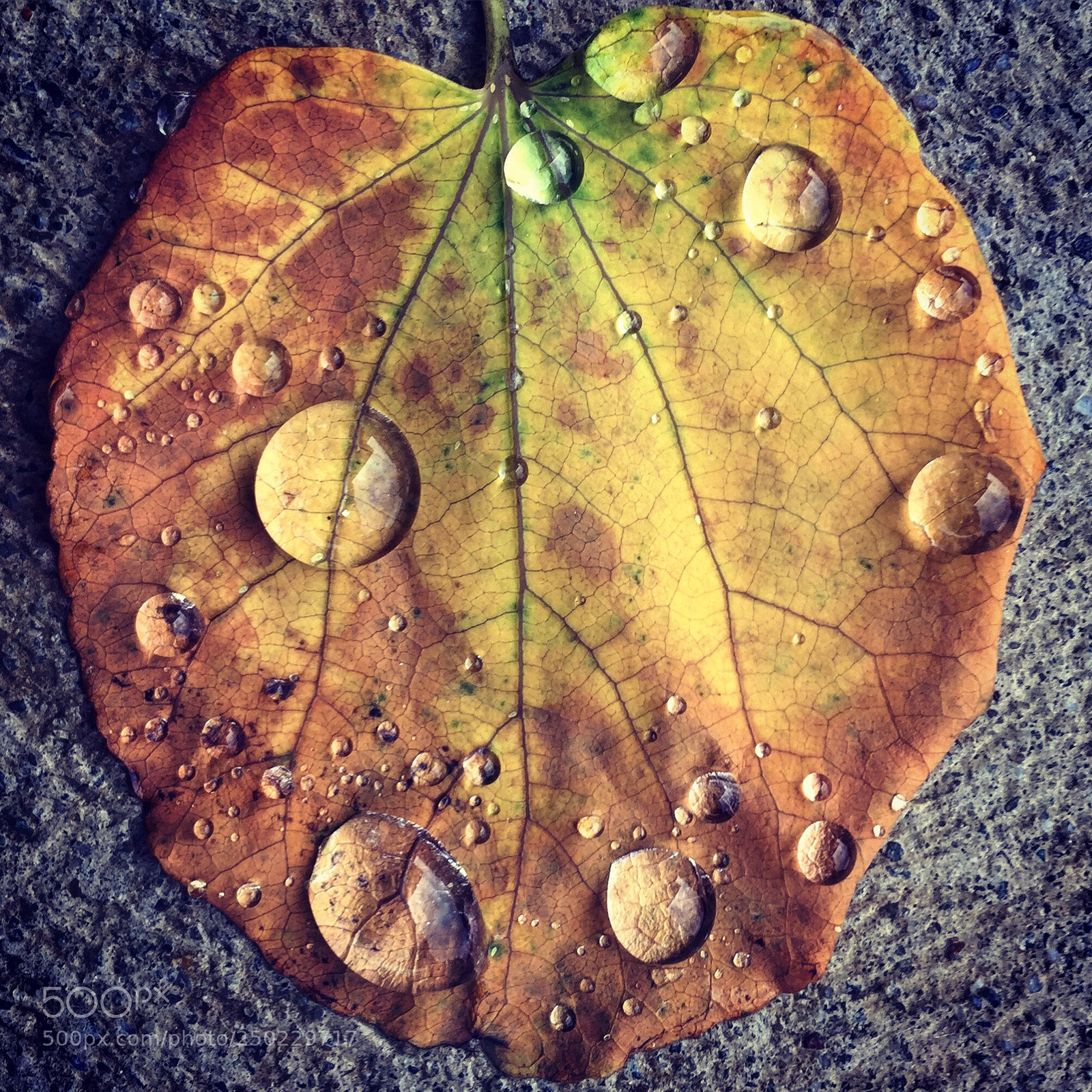 Apple iPhone 6 Plus sample photo. Babaca dbda photography