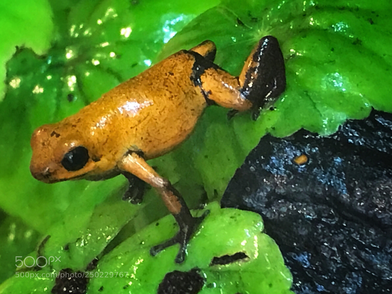Apple iPhone 7 sample photo. Strawberry poison frog photography