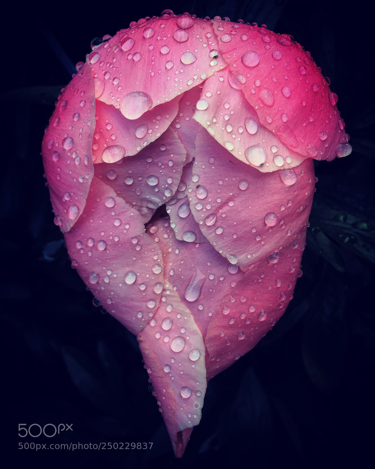 Apple iPhone 6 Plus sample photo. Acacdfbc aaf bdcb photography