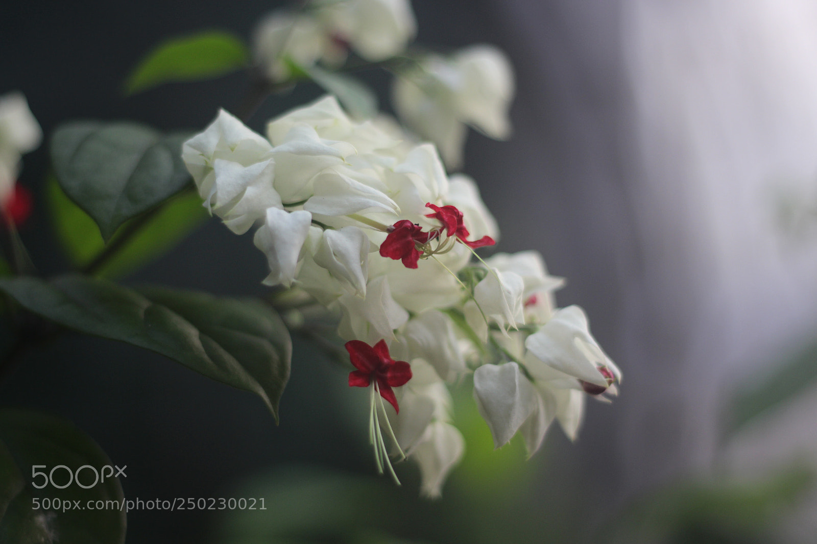 Canon EOS 700D (EOS Rebel T5i / EOS Kiss X7i) sample photo. Beauty photography