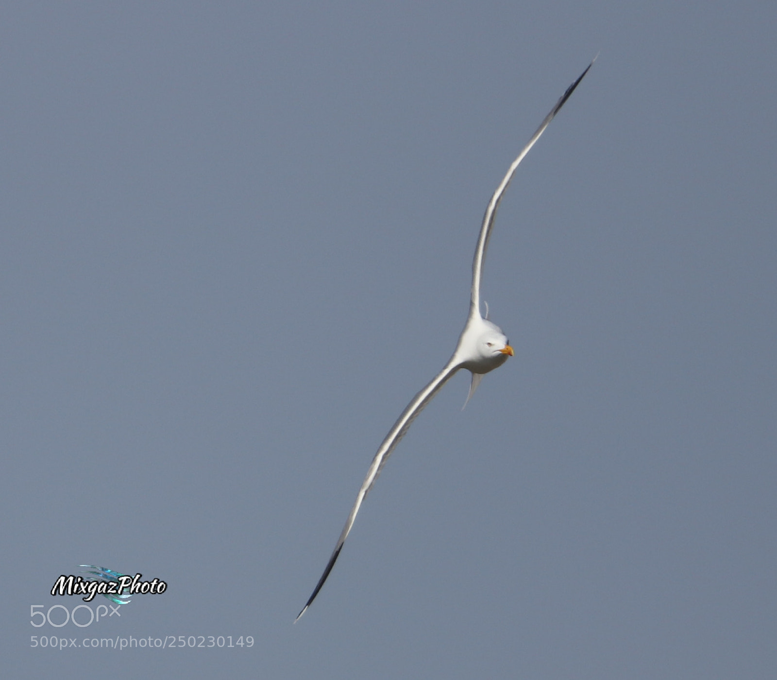 Canon EOS 800D (EOS Rebel T7i / EOS Kiss X9i) sample photo. Gabbiano in volo acrobatico photography