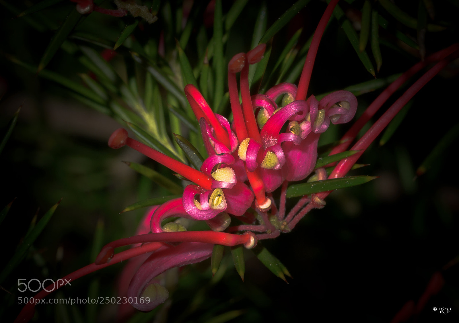 Nikon D7100 sample photo. Flower photography