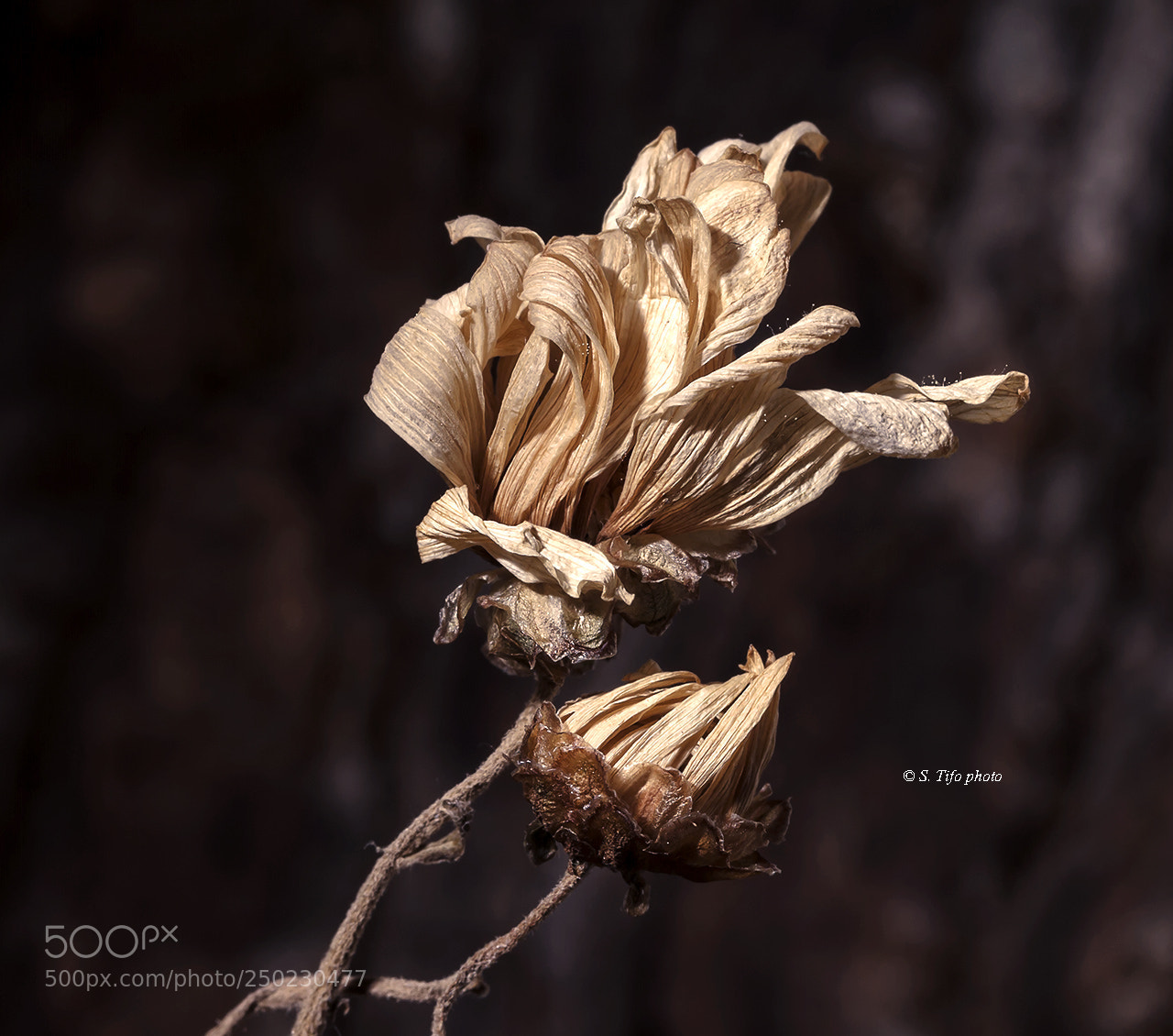 Canon EOS 7D sample photo. Old flower ... photography