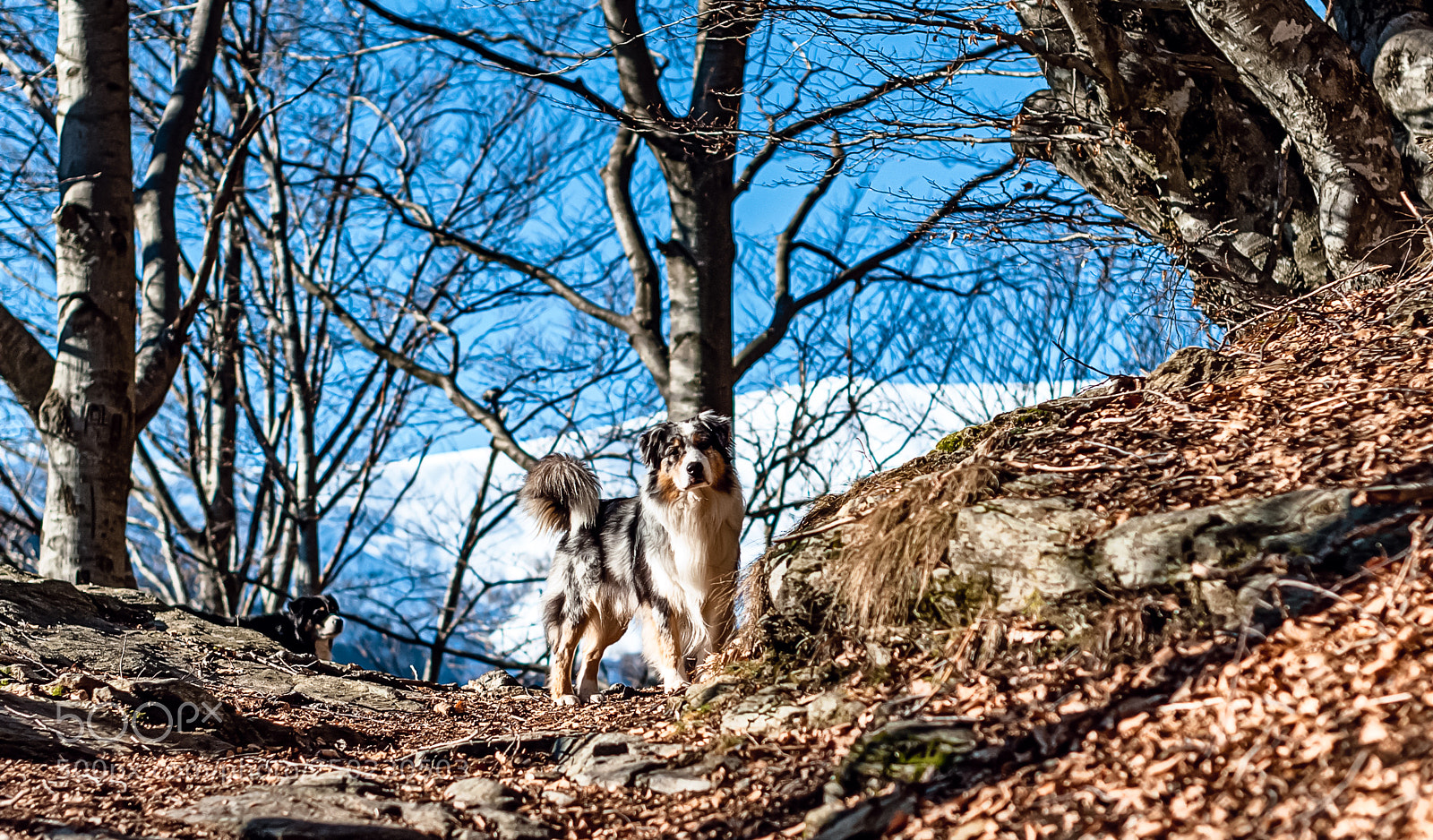 Nikon D700 sample photo. My dog harry photography